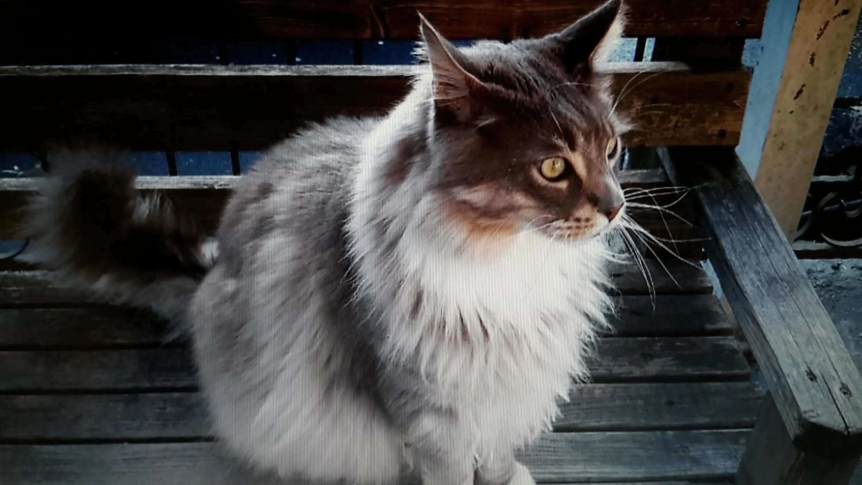 Animals in Bridge Farm Guesthouse rooms