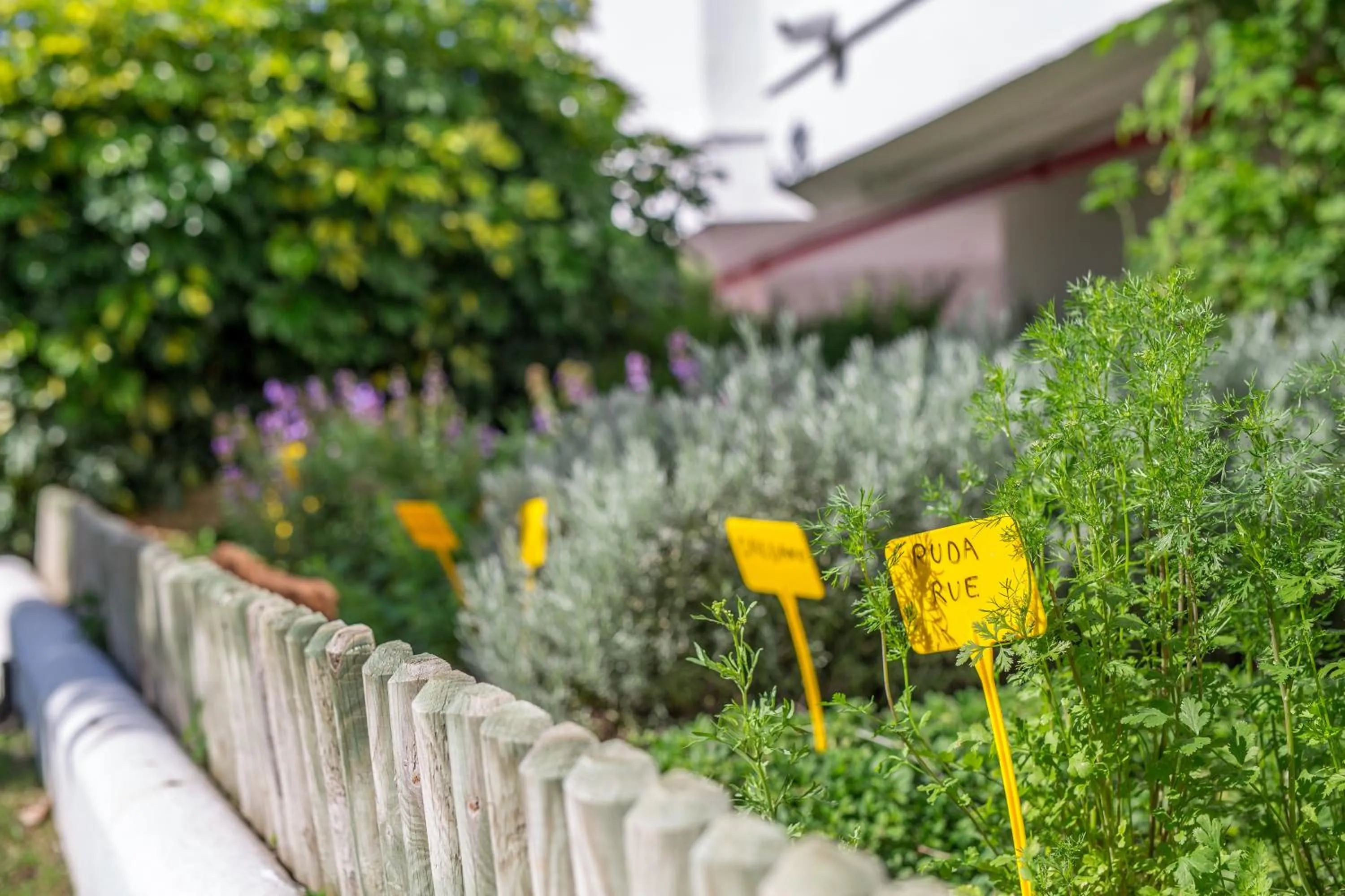 Garden in Sahara Sunset