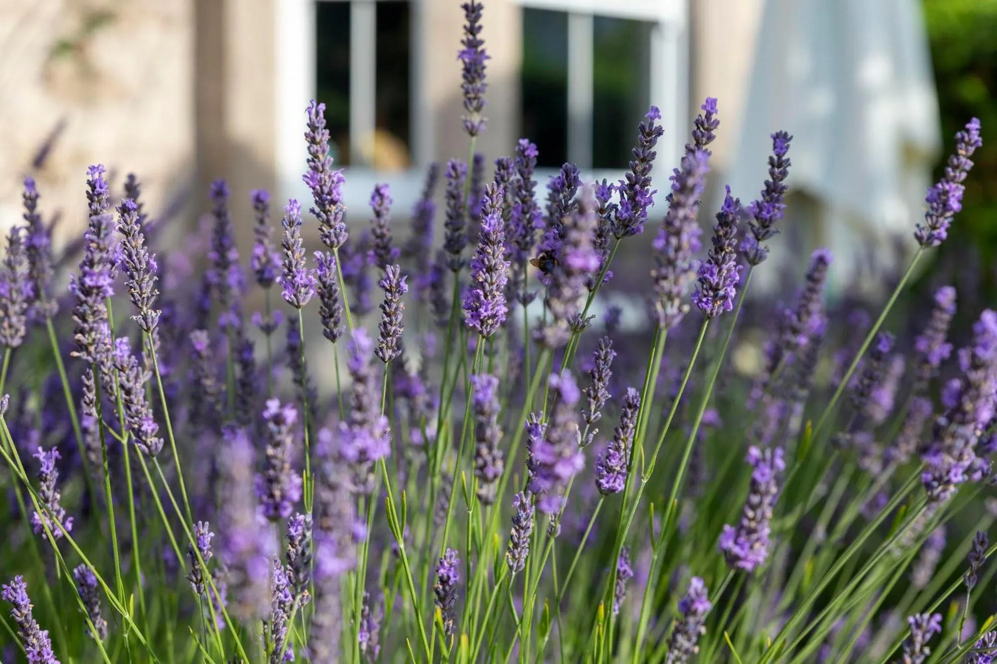 Garden in Cawdor House B&B