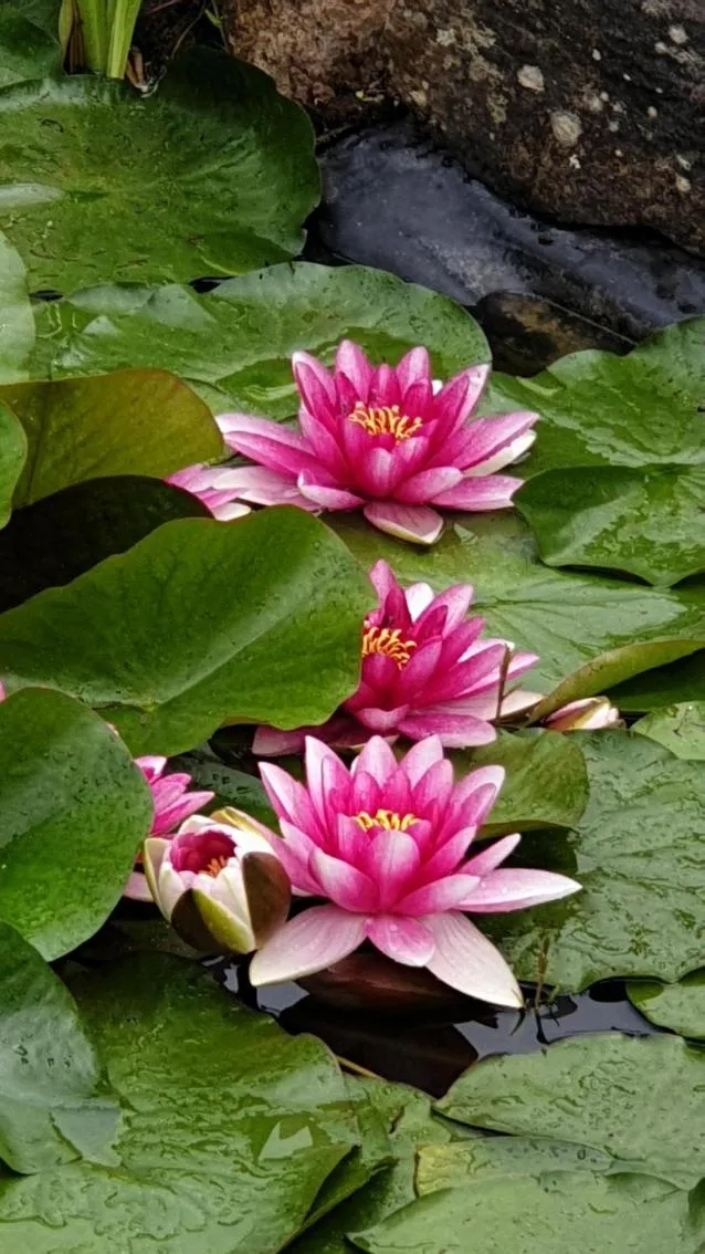 Natural landscape in Saumur Loire Chambres et Gîte