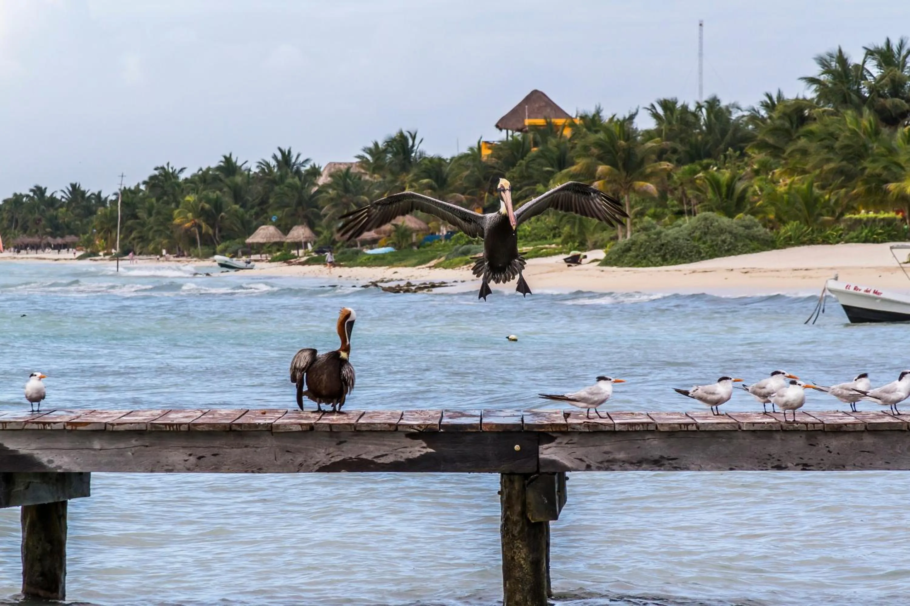 Animals in Cielo Maya Beach Tulum
