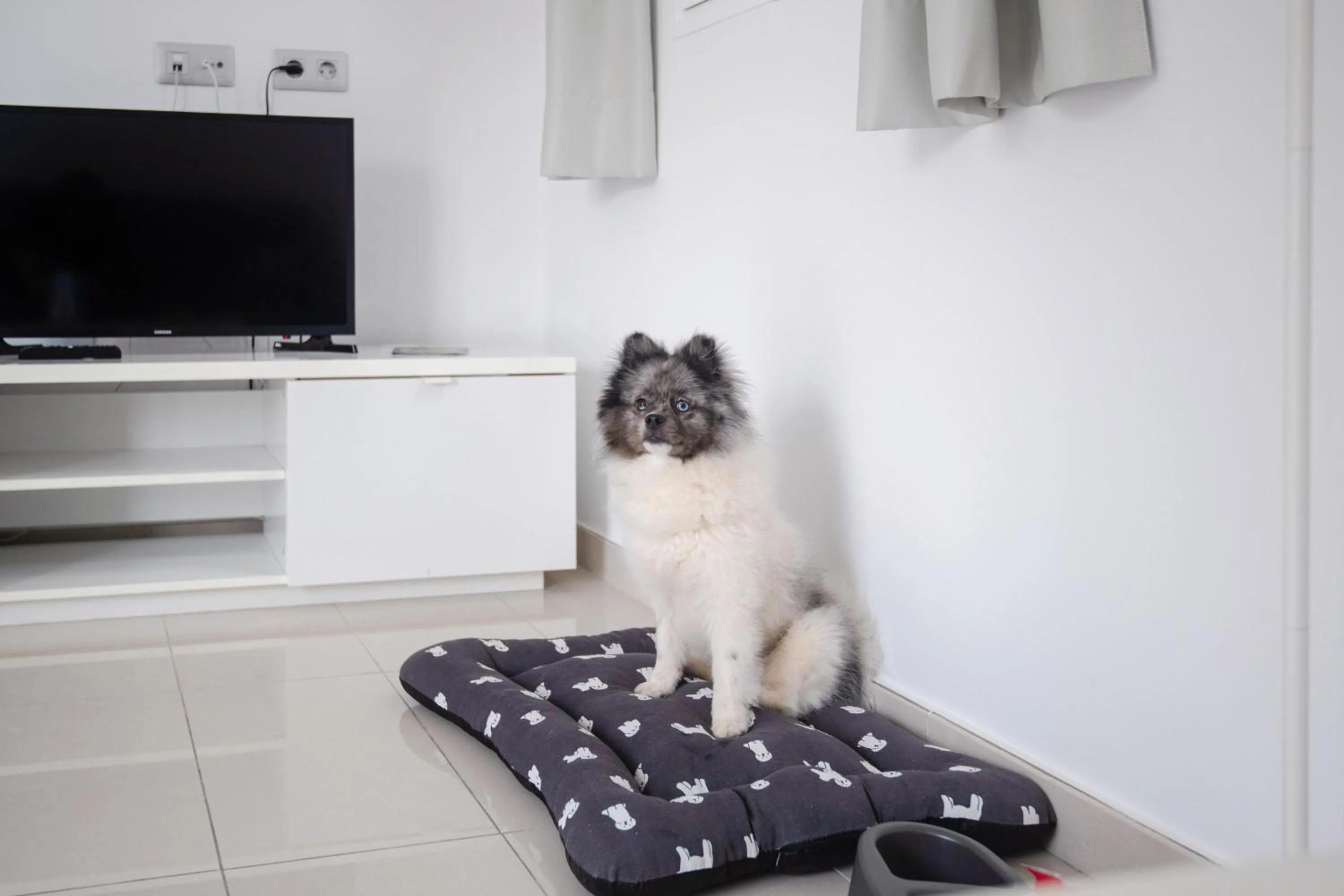 Pets in Bahia Calma Beach