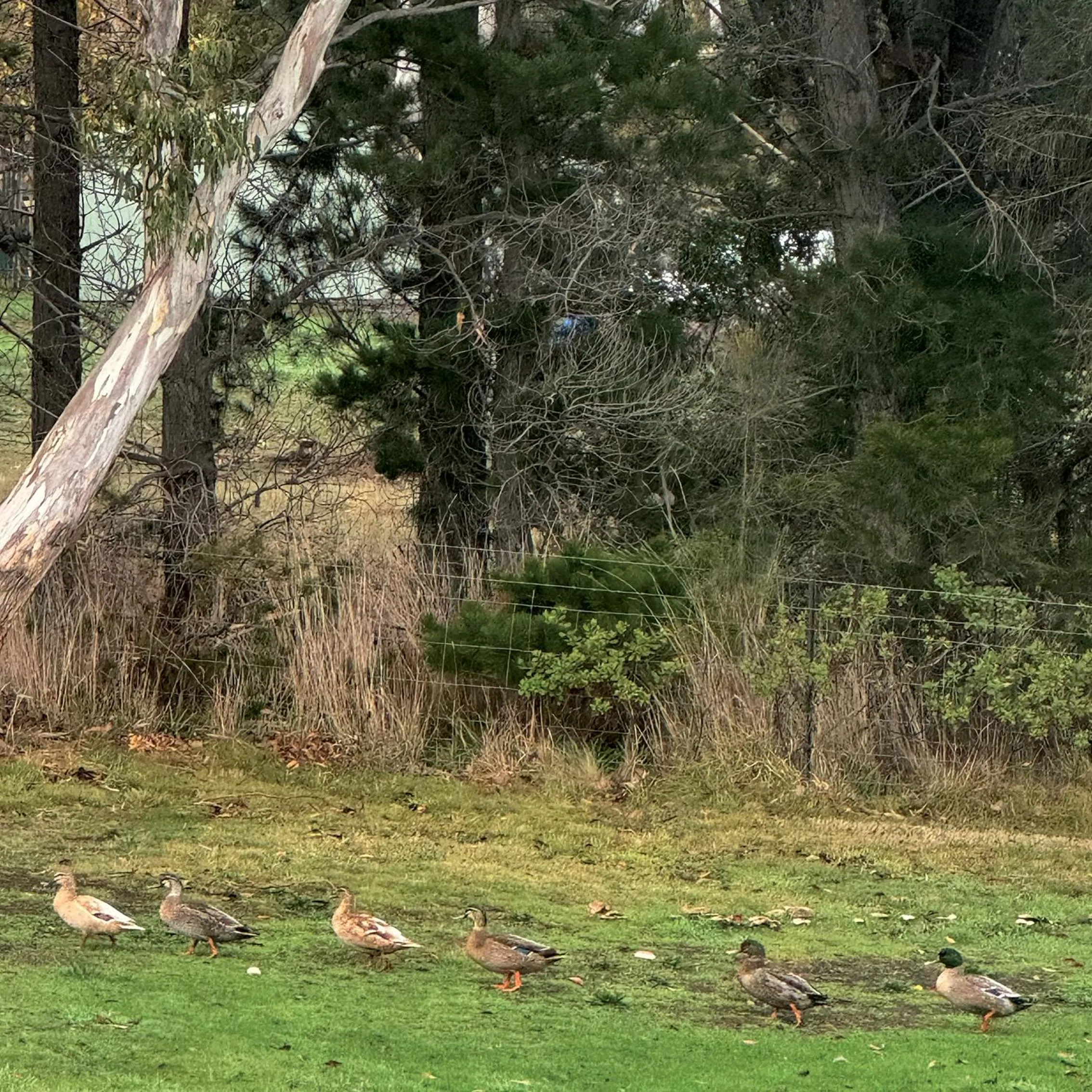 Natural landscape in Otago Cottage