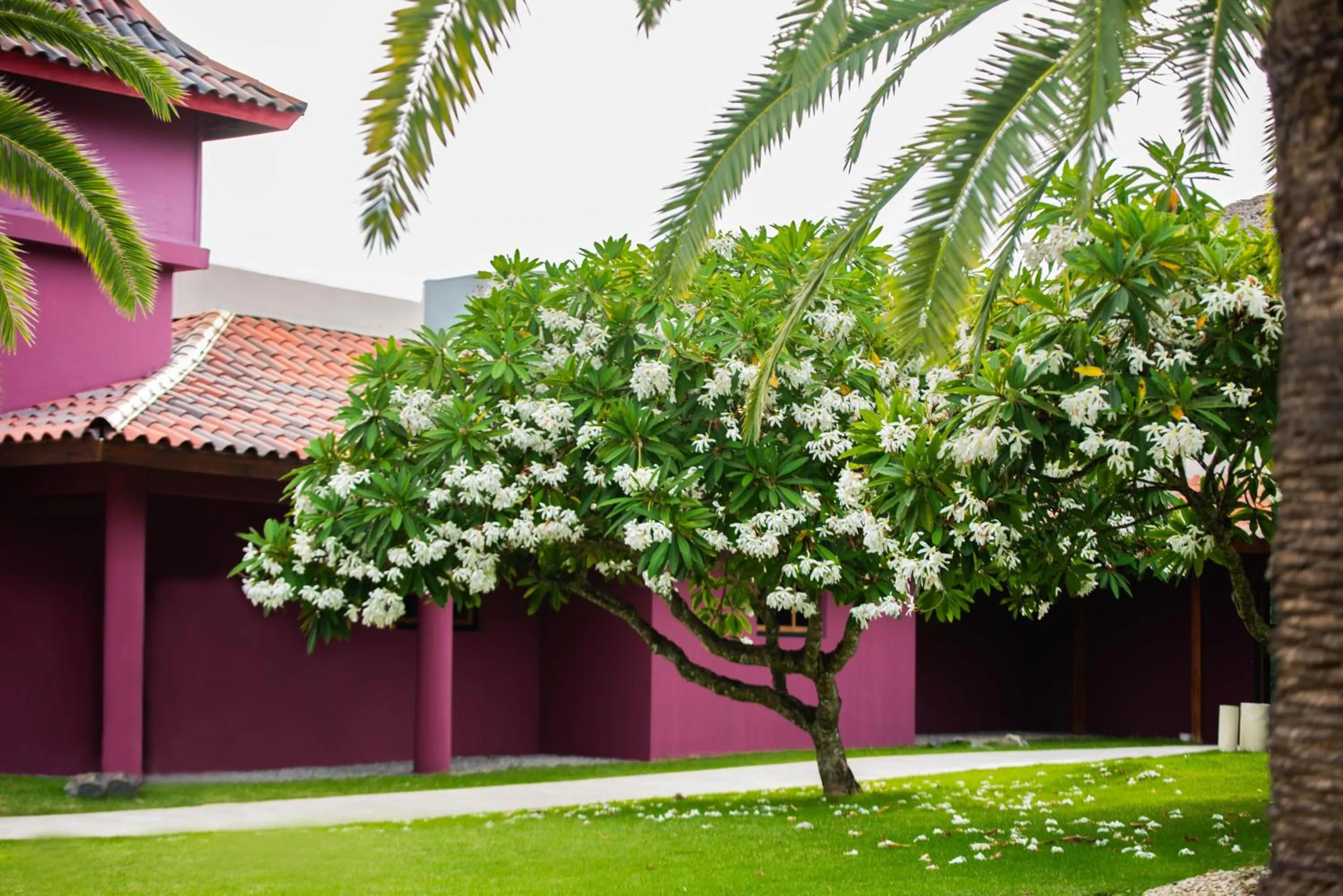 Garden in Caribe Deluxe Princess - All Inclusive