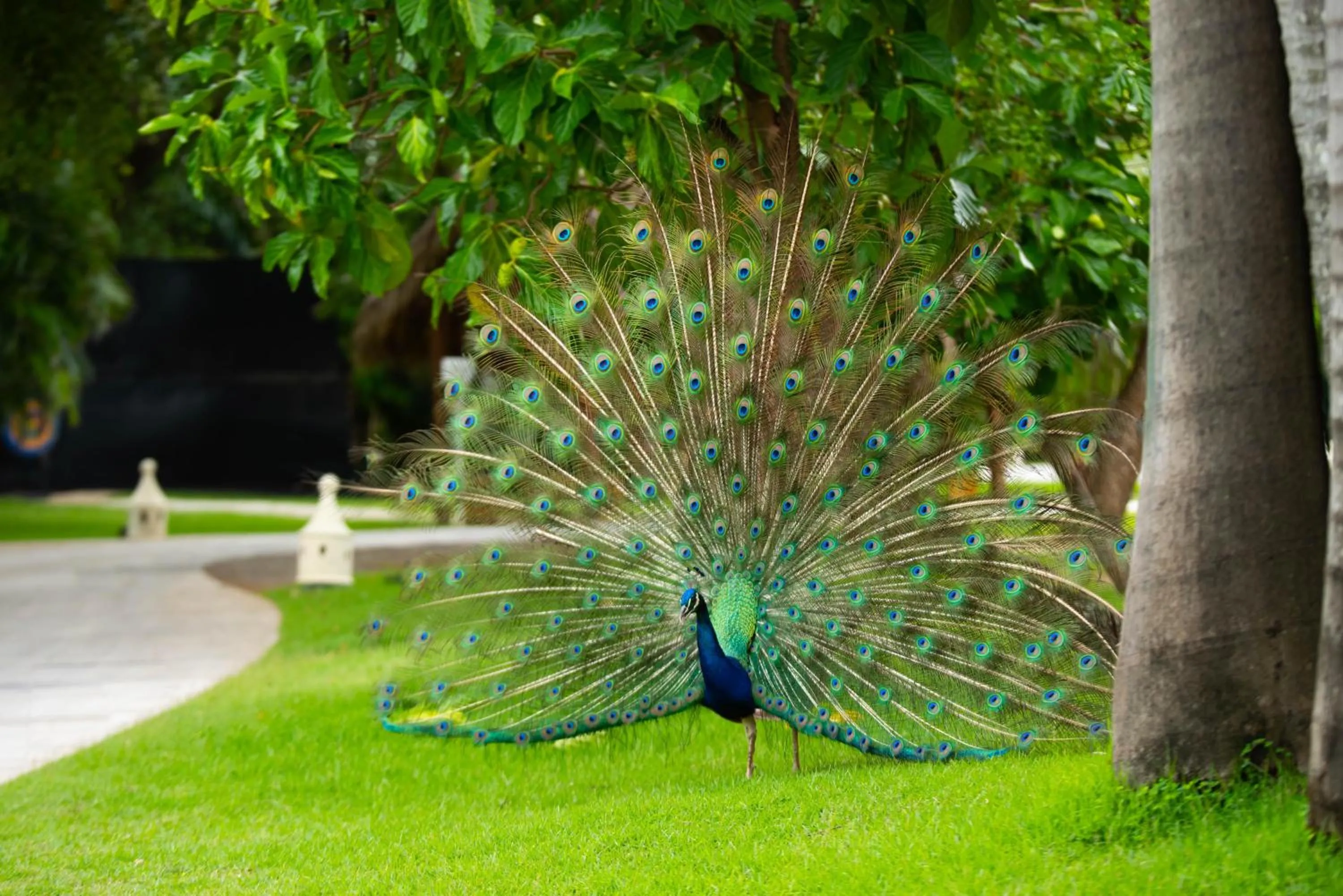 Garden in Caribe Deluxe Princess - All Inclusive