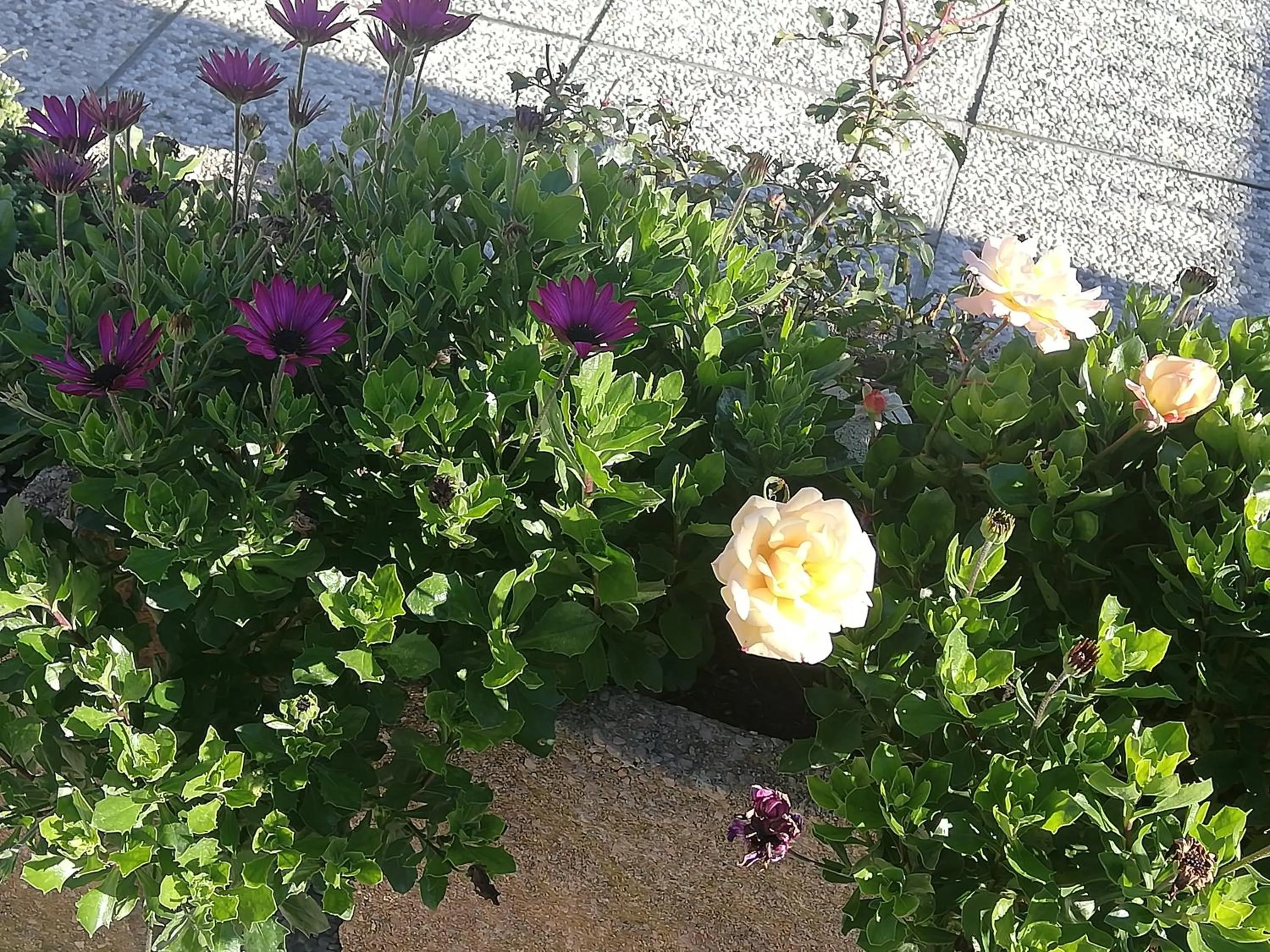 Garden view in B&B RIPALTA