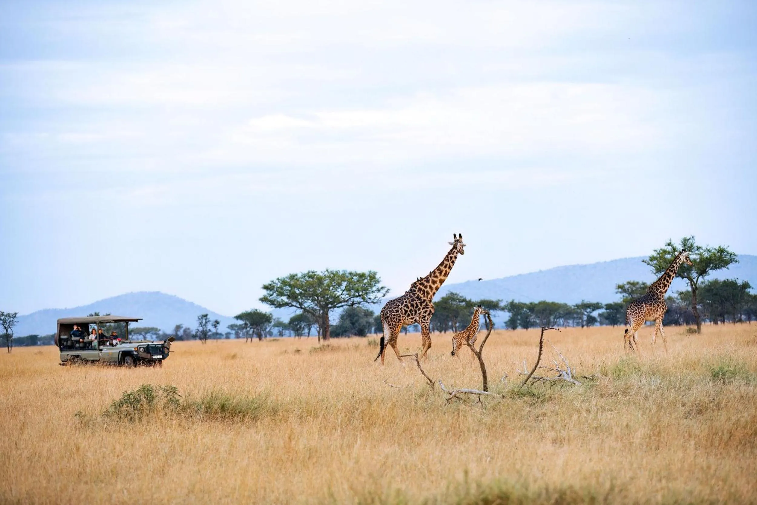 Animals in Kirawira Serena Camp