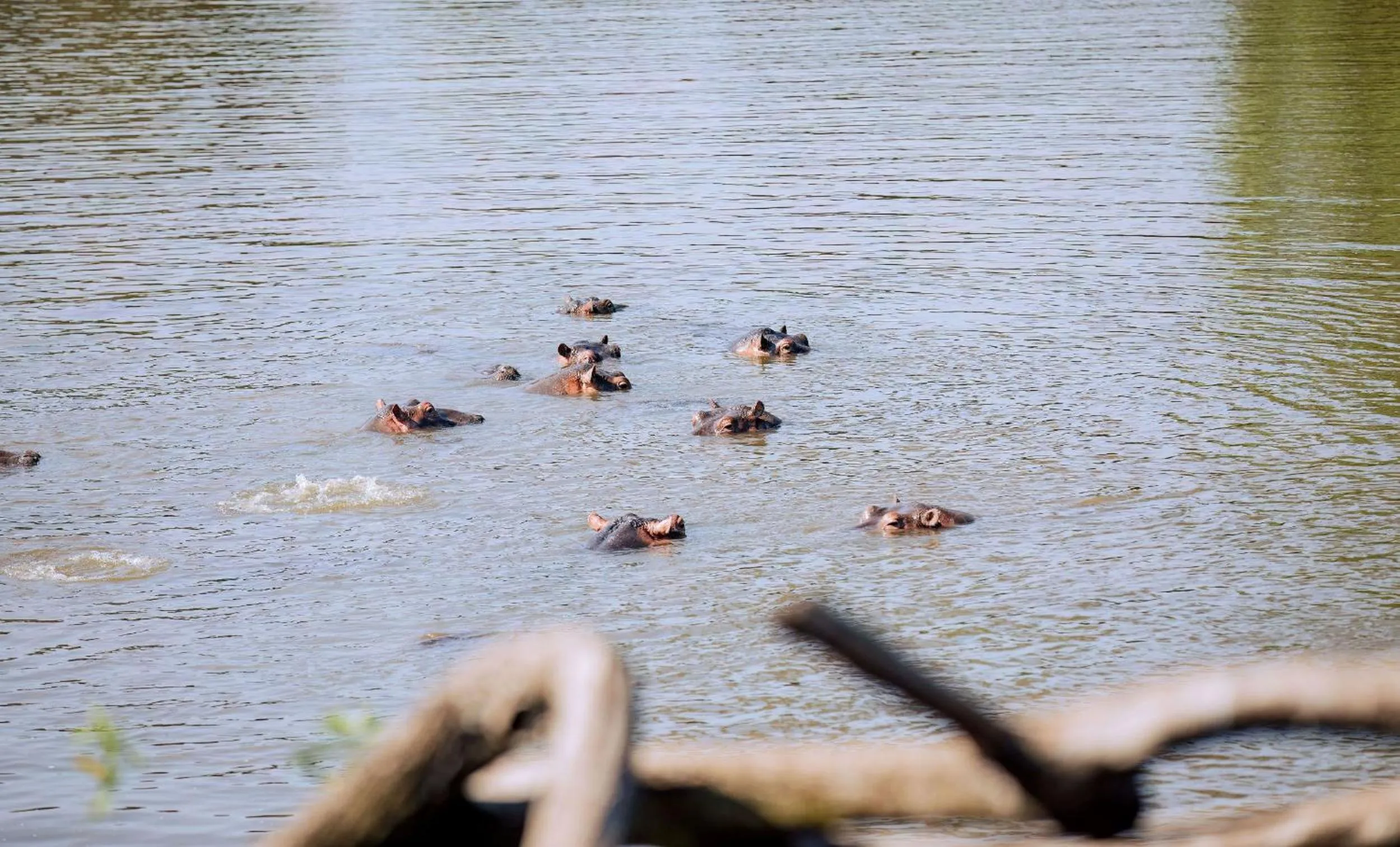 Animals in Kirawira Serena Camp