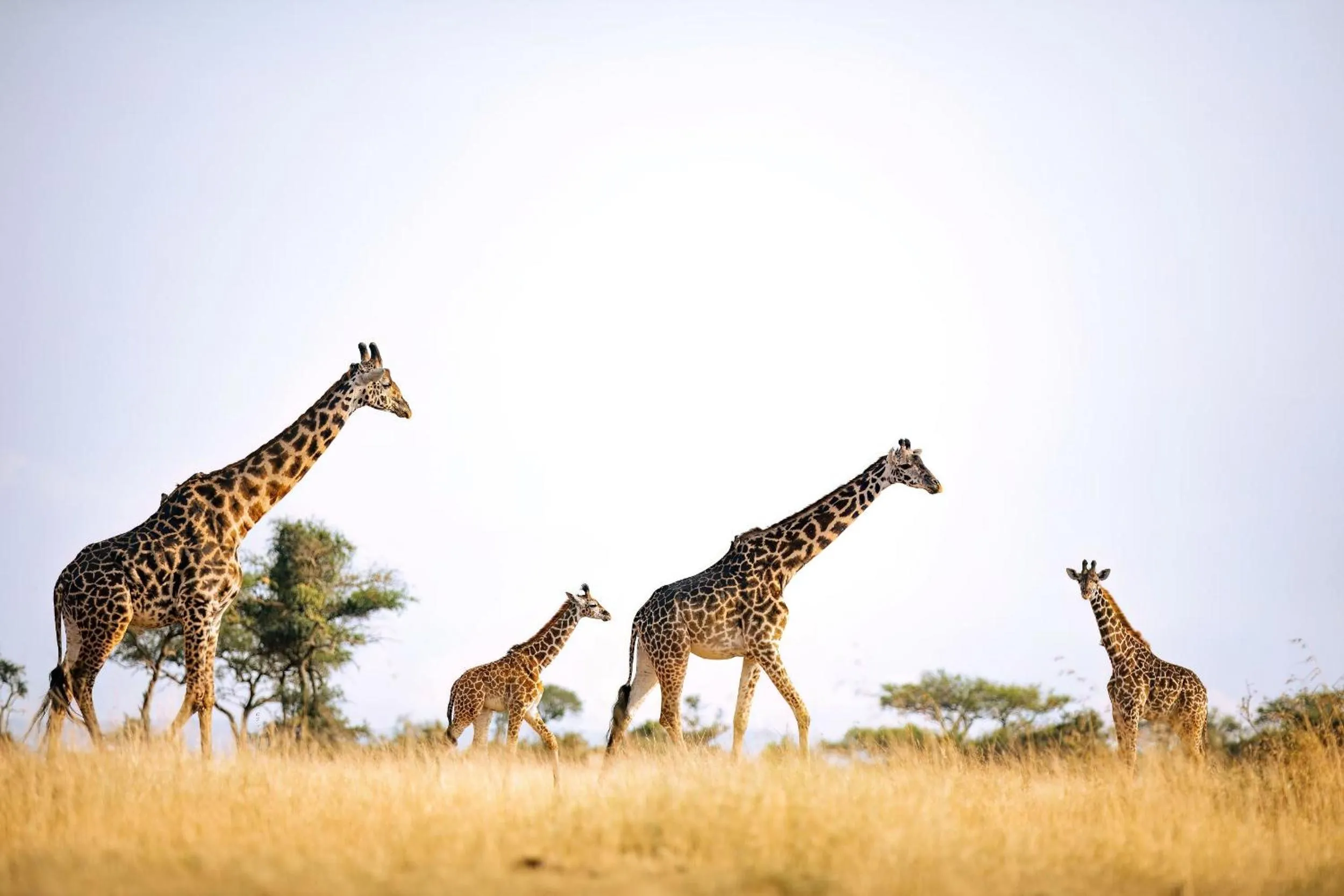 Animals in Kirawira Serena Camp