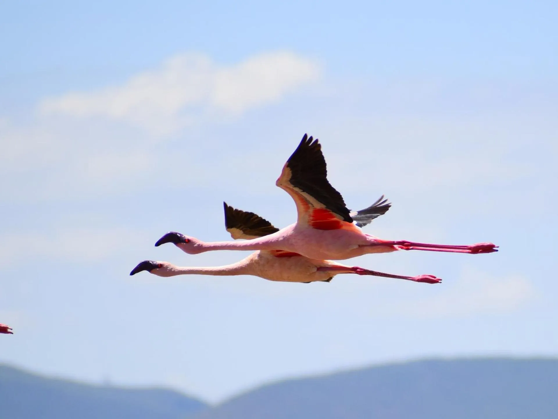 Bird's eye view in Lake Elmenteita Serena Camp