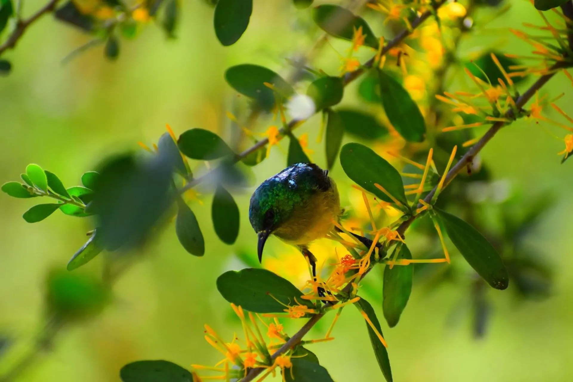 Bird's eye view in Lake Elmenteita Serena Camp
