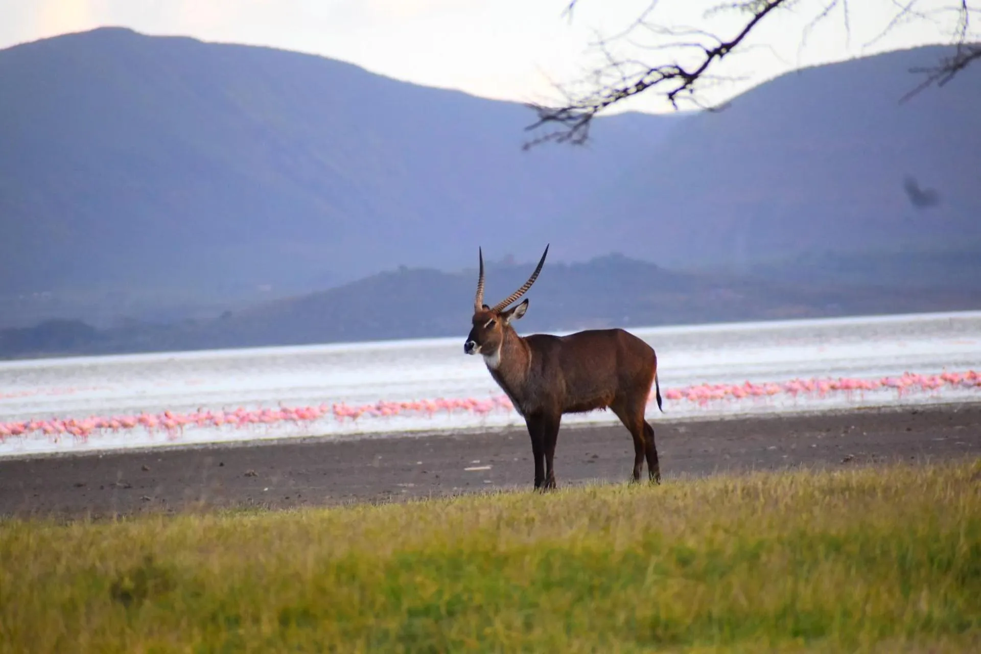 Animals in Lake Elmenteita Serena Camp