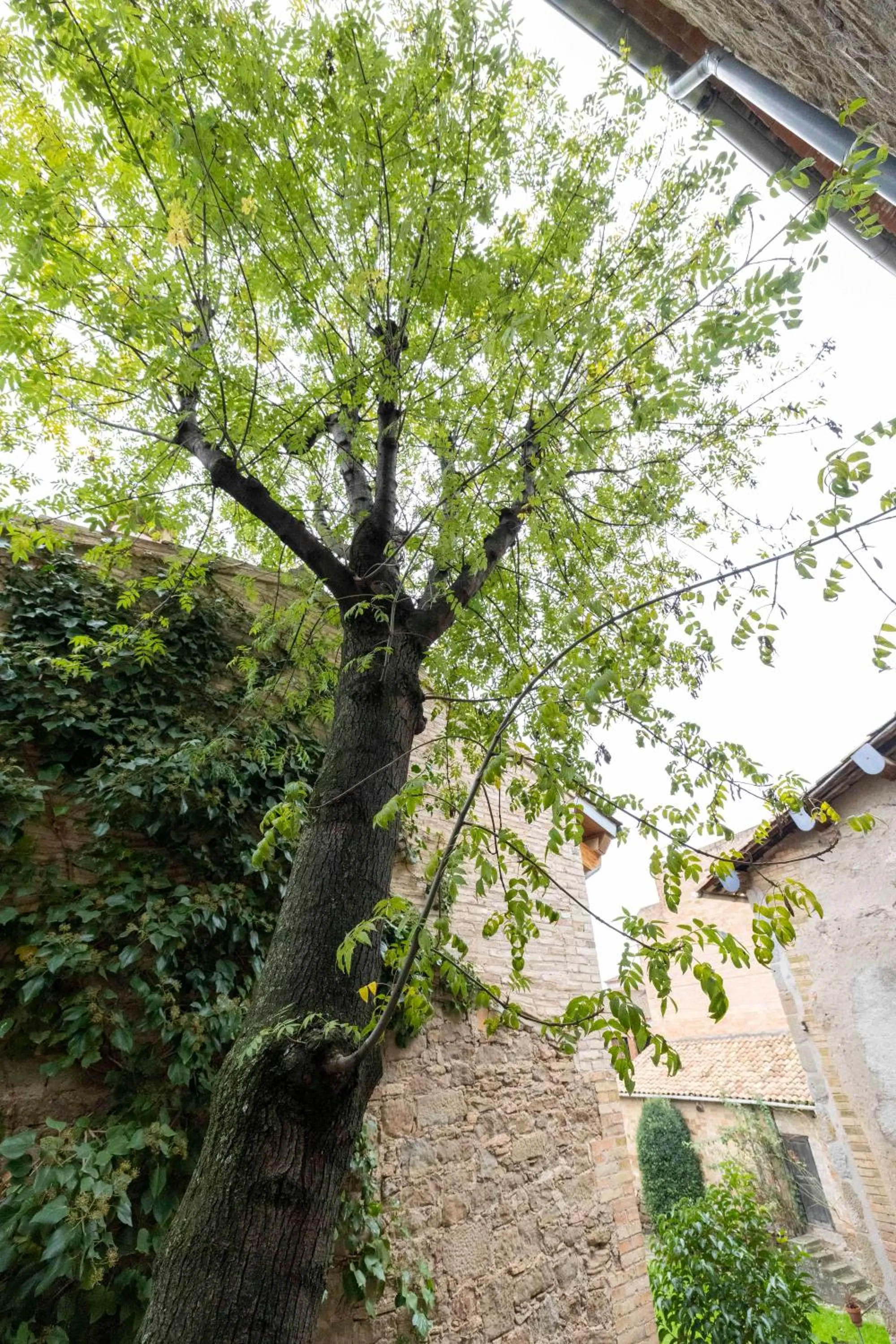 Garden view in Hotel La Freixera