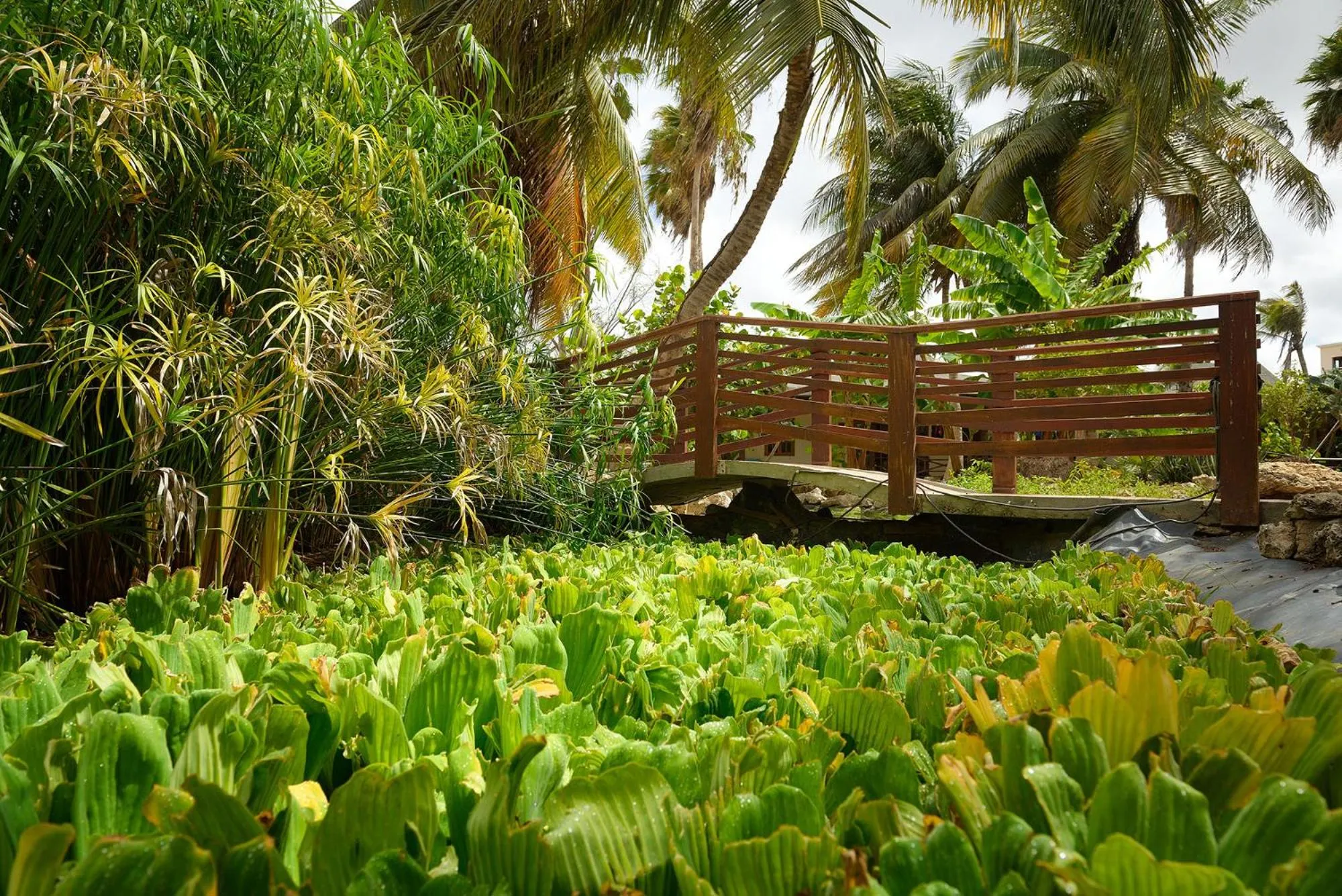Garden in Captain Don's Habitat