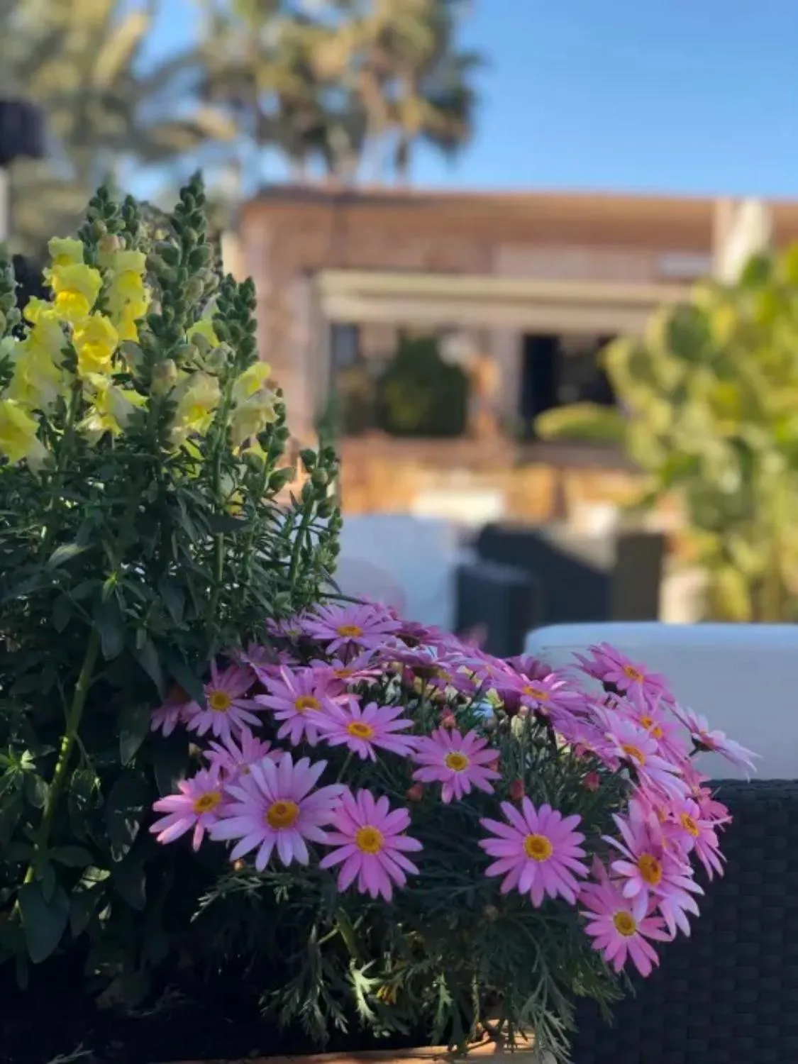 Garden in Posada d' Es Molí