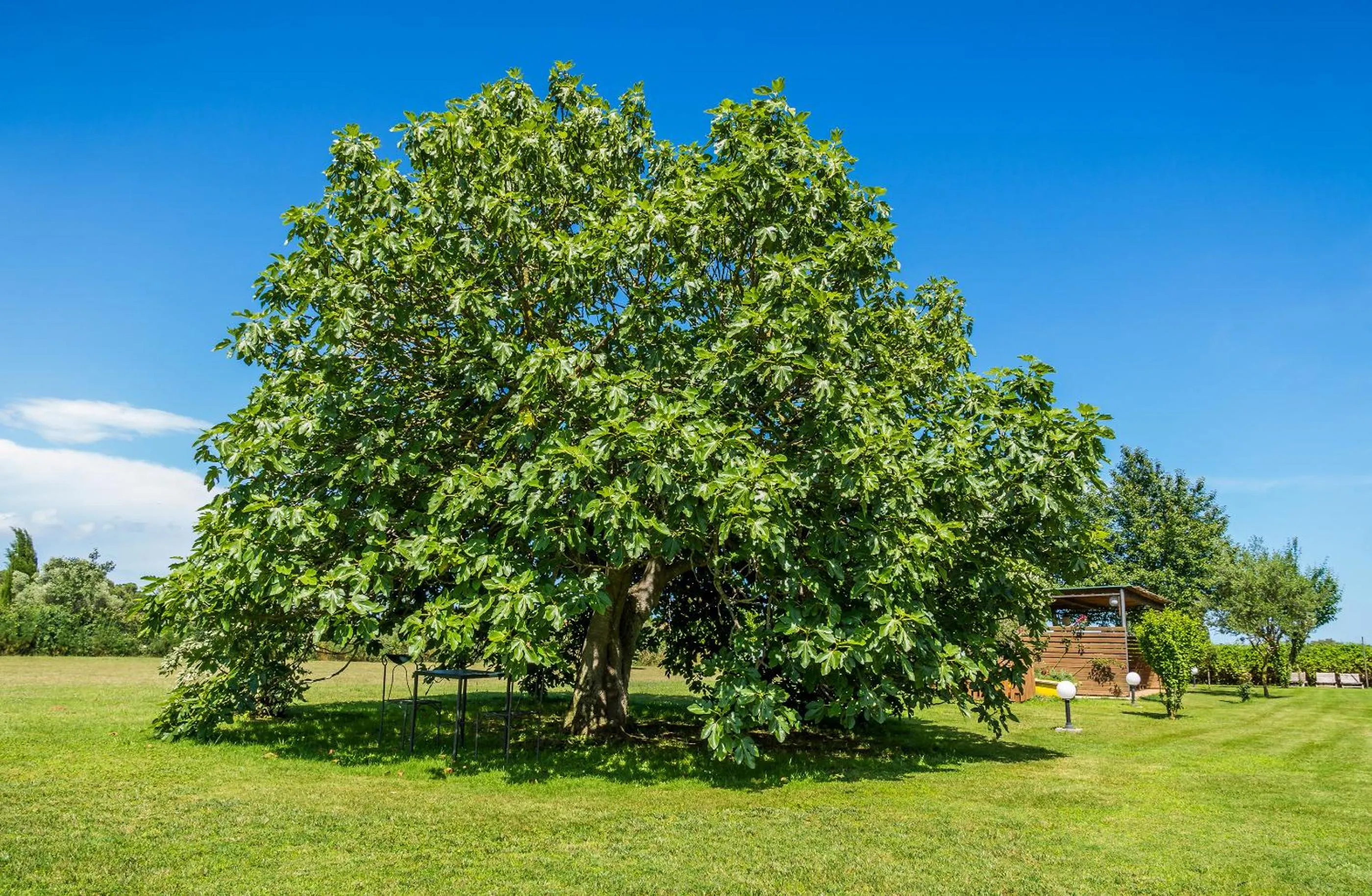 Garden in Hotel Mas Rabiol -Emporda-Only Adults-Eco Hotel