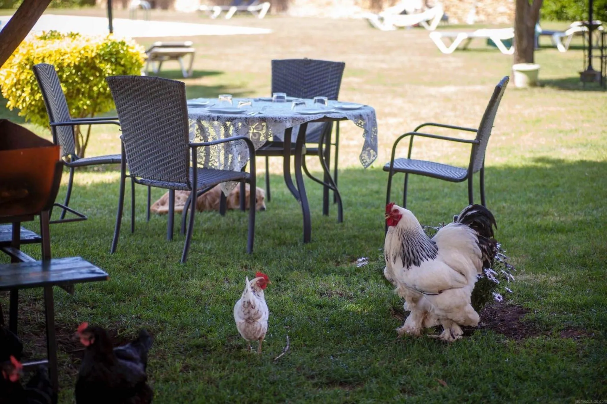 Animals in Hotel Mas Rabiol -Emporda-Only Adults-Eco Hotel