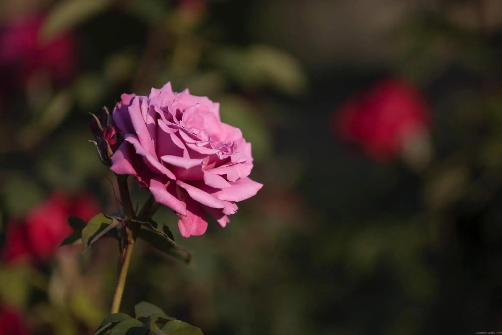 Decorative detail in Hotel Mas Rabiol -Emporda-Only Adults-Eco Hotel