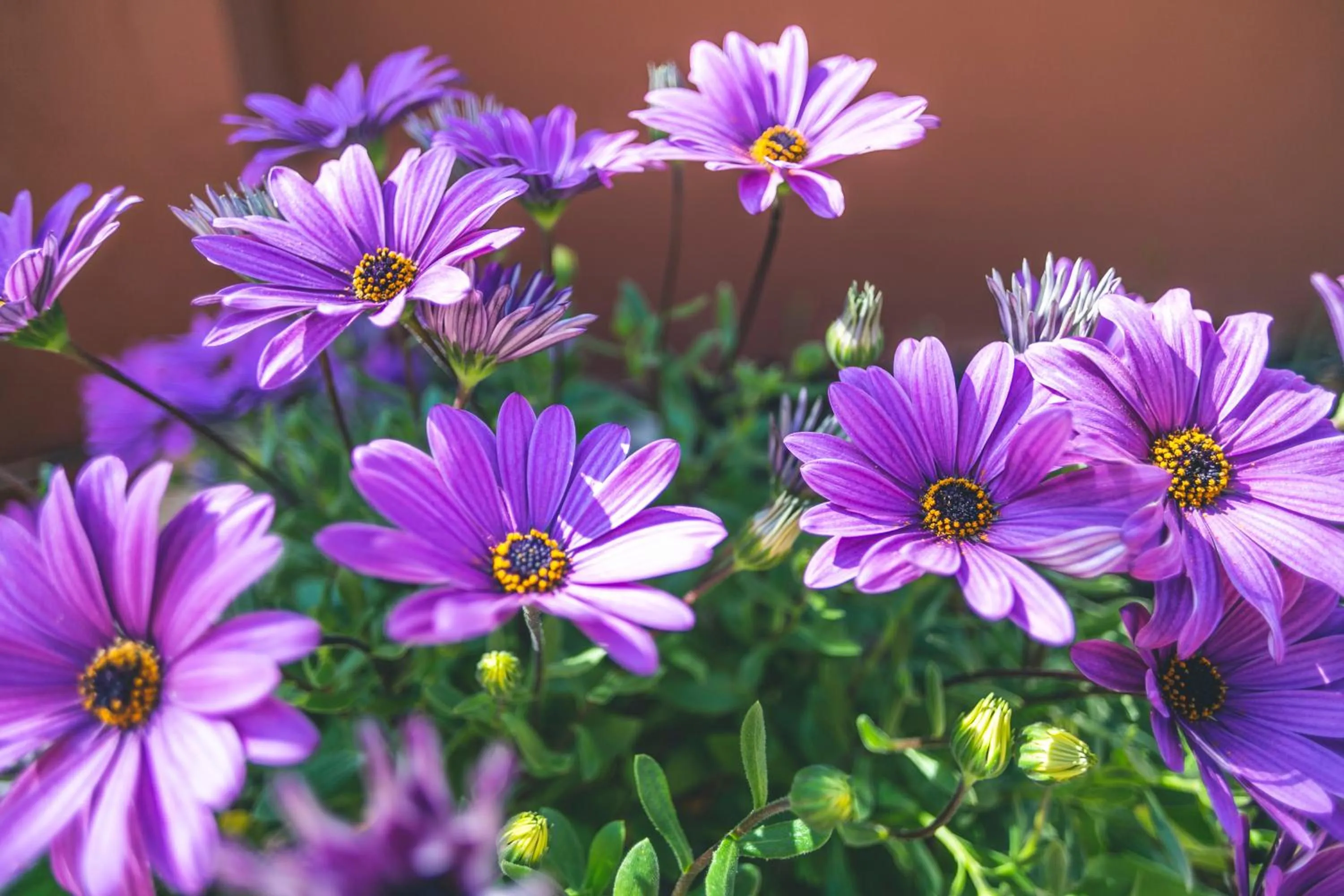 Garden in Apartamentos Turísticos La Castilleja