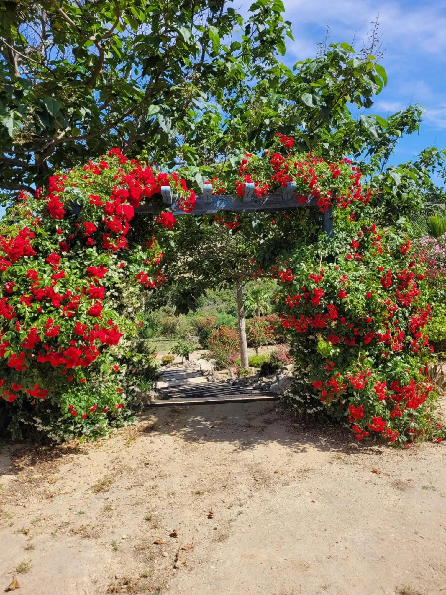 Garden in Hotel Sindhura