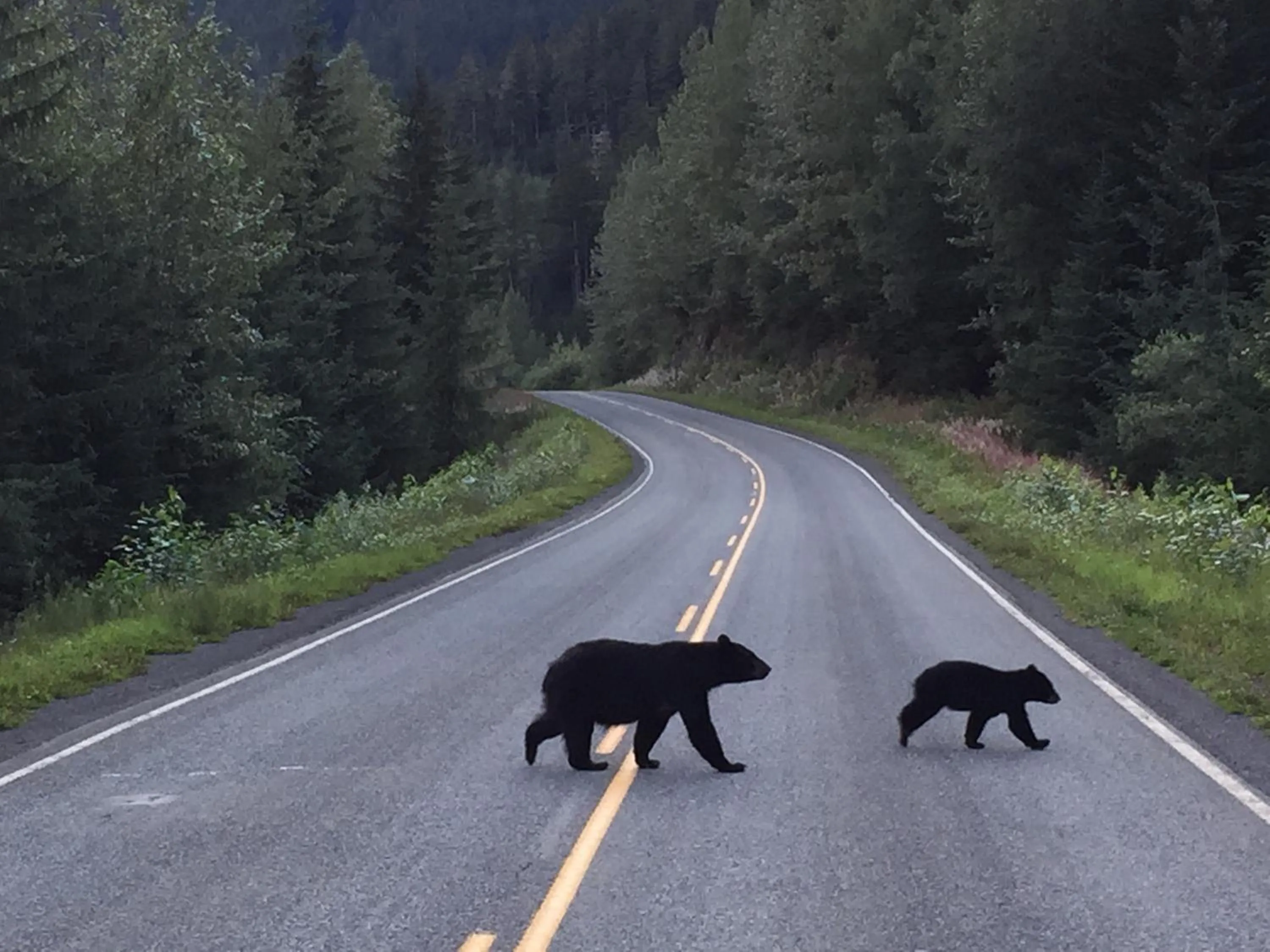Animals in Guesthouse Austria