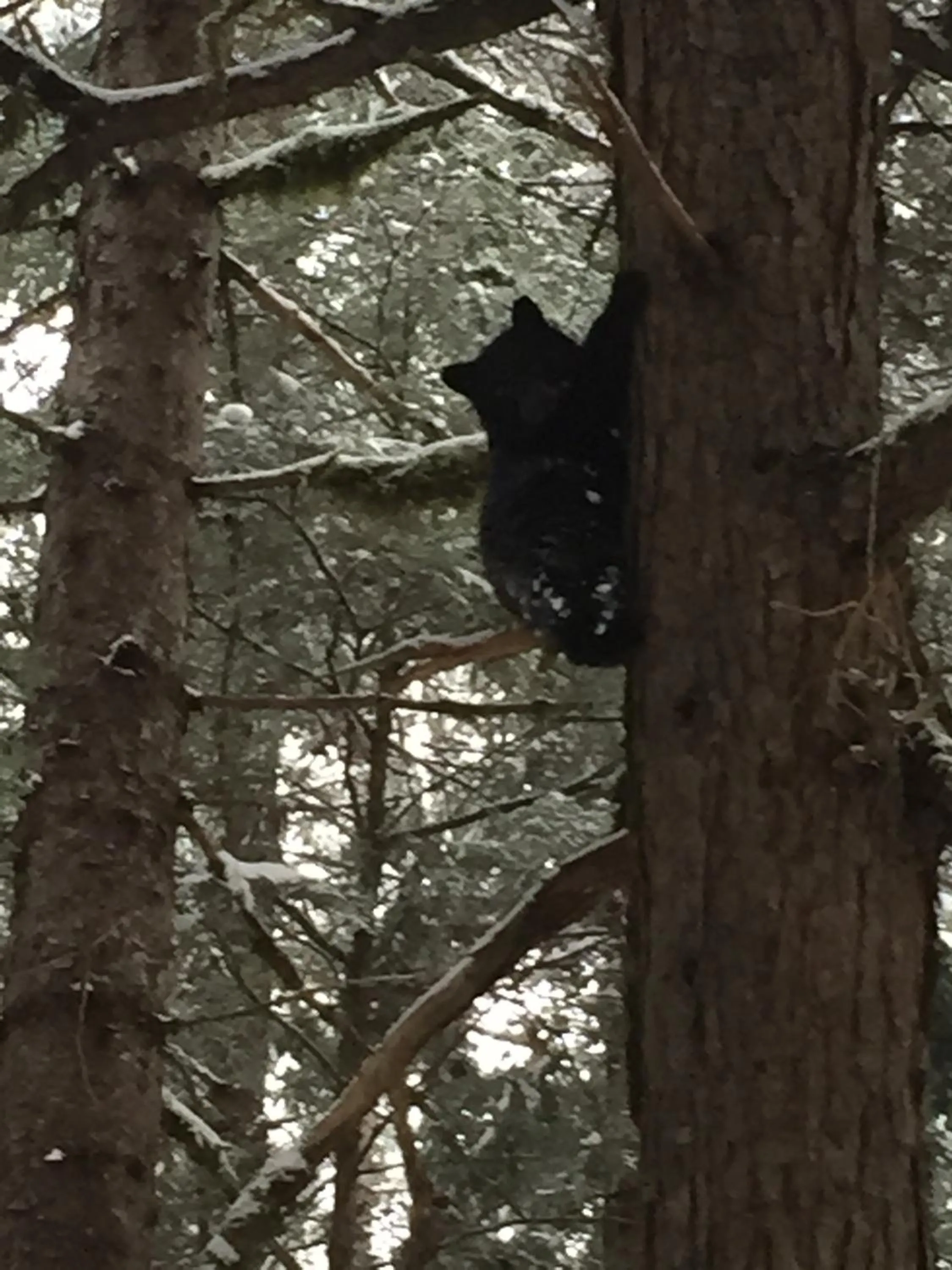 Animals in Guesthouse Austria