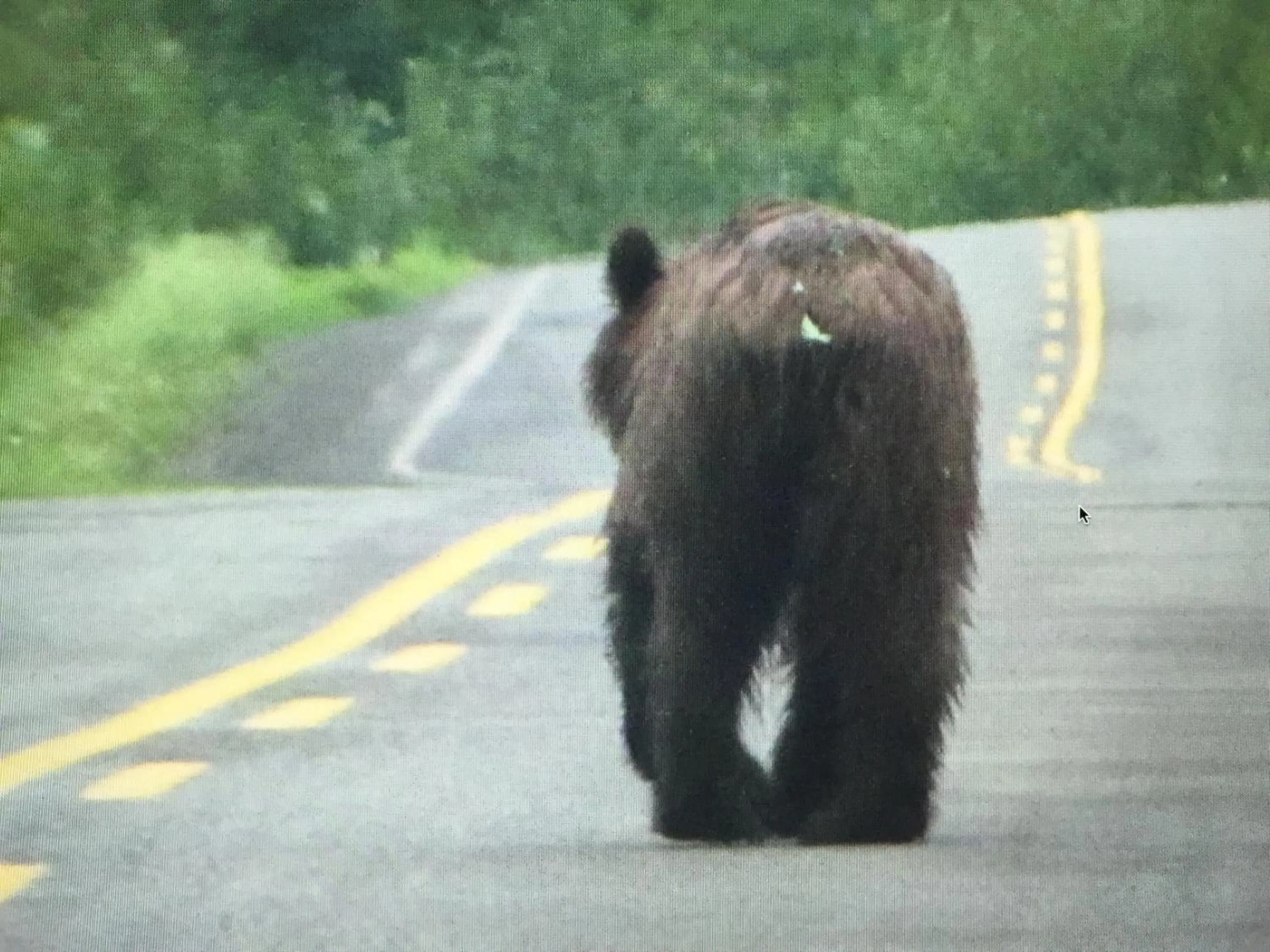 Animals in Guesthouse Austria