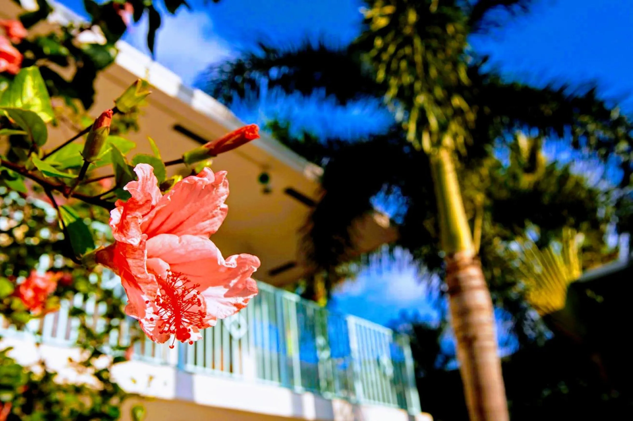 Garden in Villa Venezia