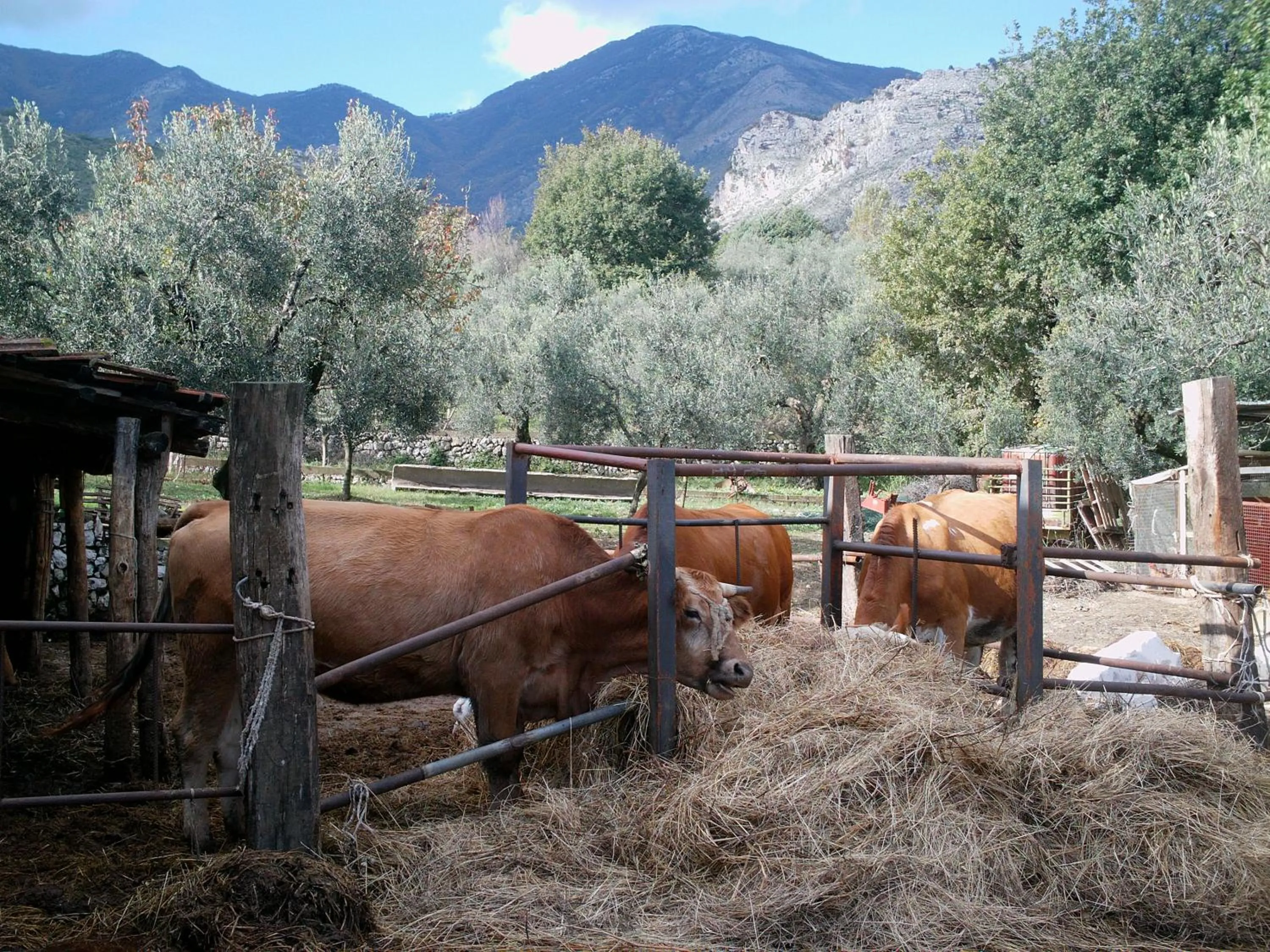 Animals in B&B Da Mariella