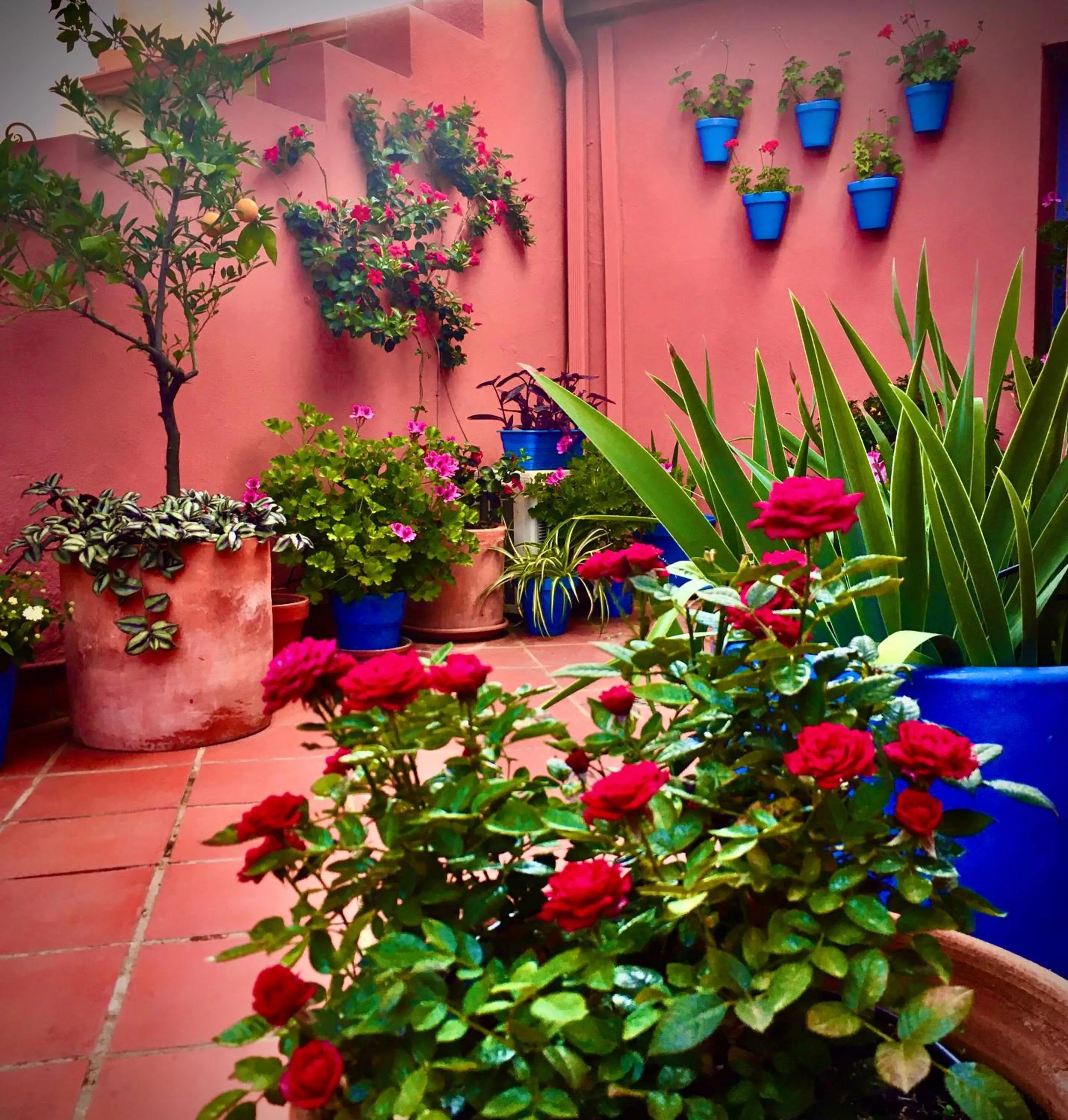 Garden in Hotel Conde de Cárdenas