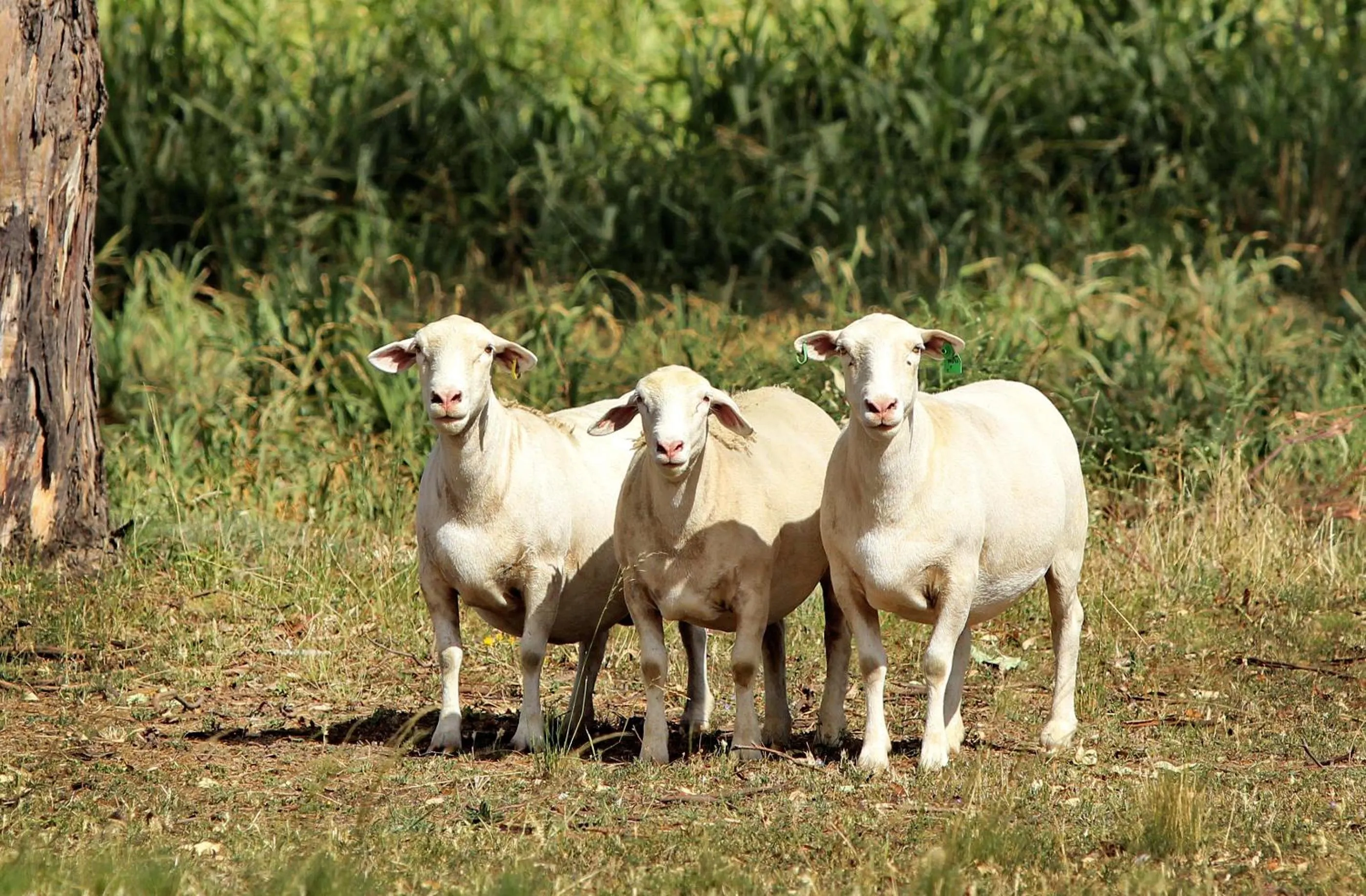 Animals in The Duck Inn Apartments