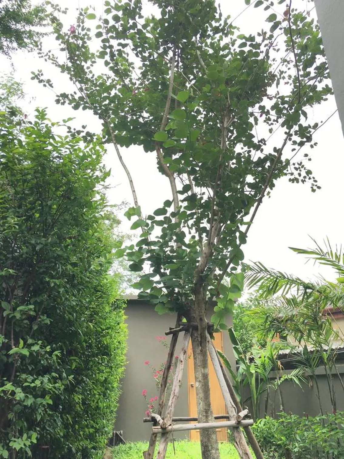 Garden in Tandeaw View