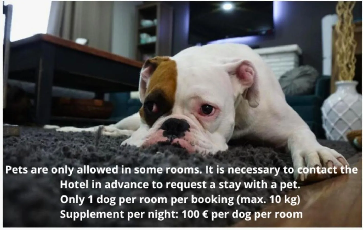 Pets in Hotel Balcón de Europa