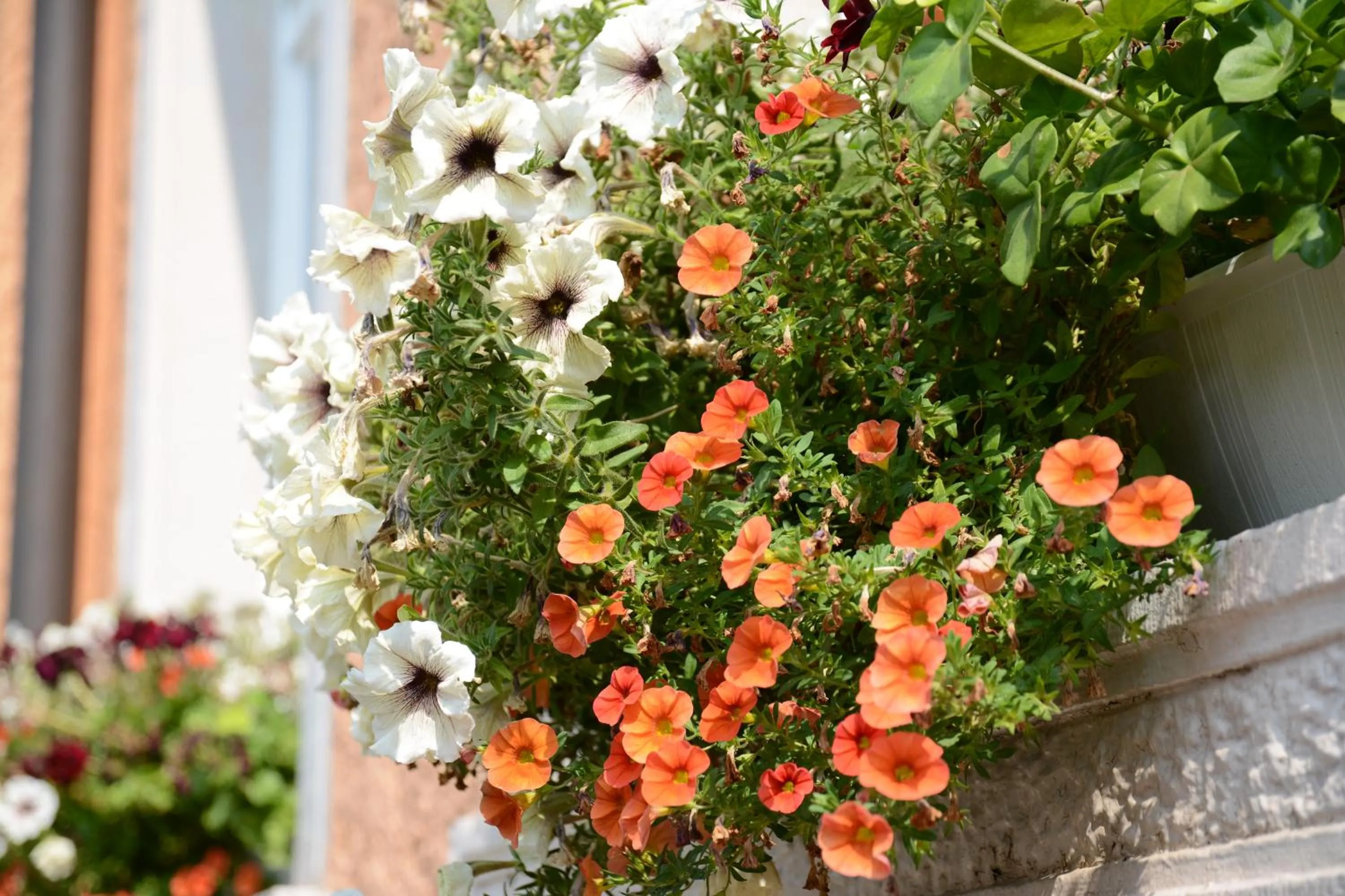 Property building in Gasthaus Finken