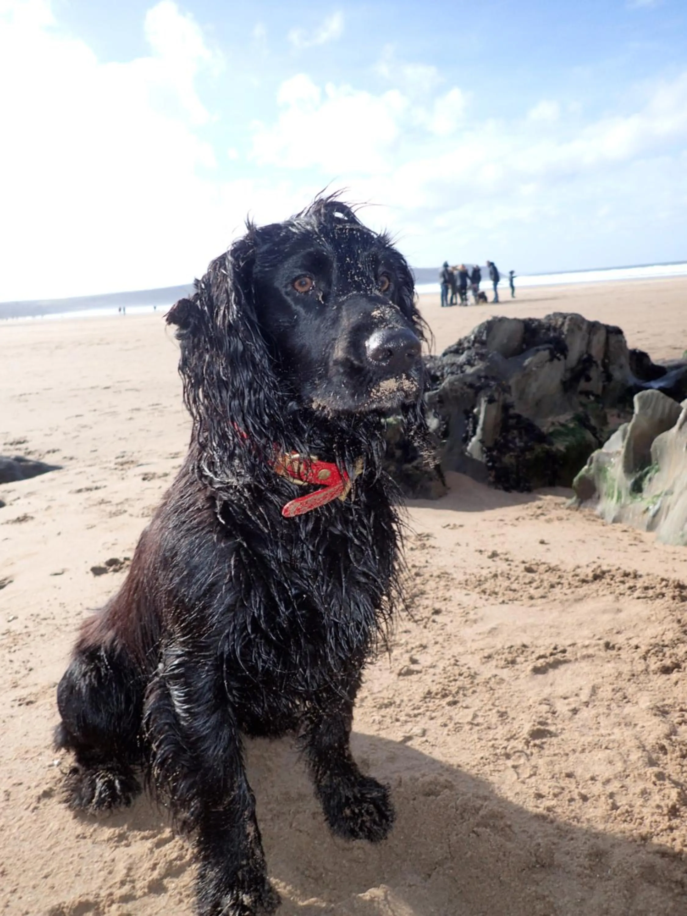 Pets in Newberry Beach lodge