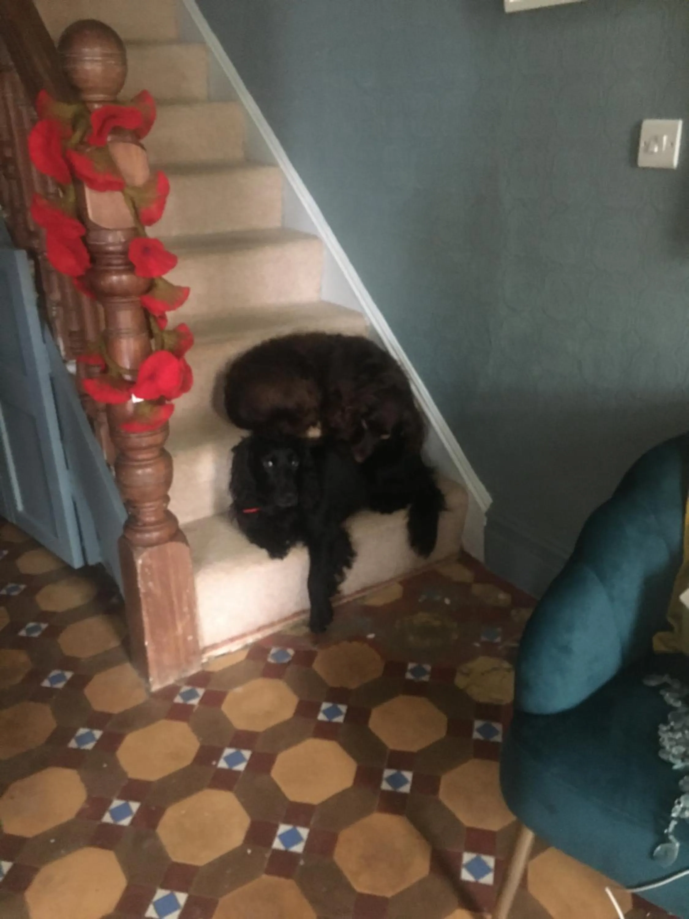 Pets in Newberry Beach lodge