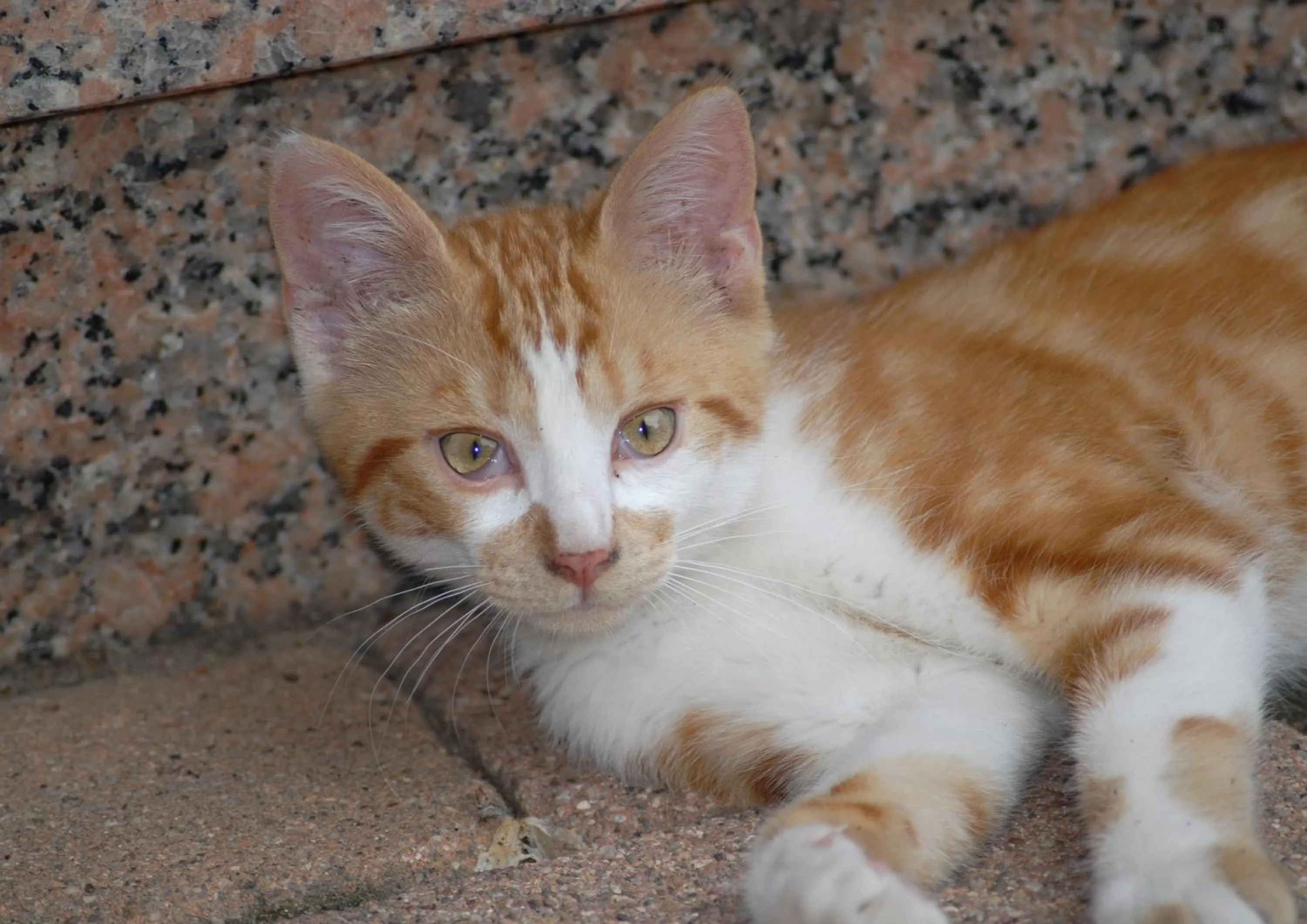 Animals in La Cour des Amis