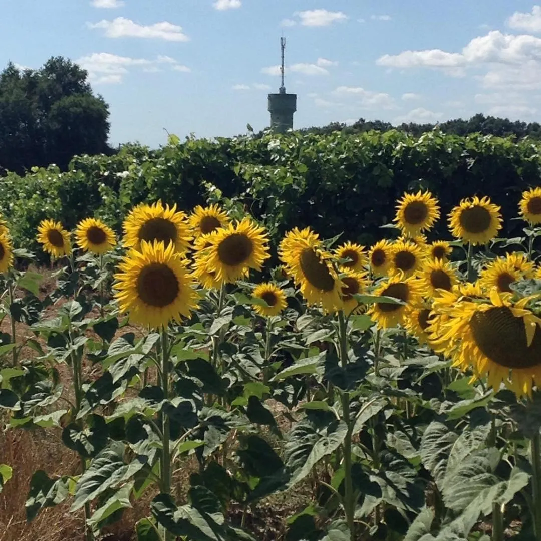Other in Gite du Calme 3 Star Bed & Breakfast Cognac