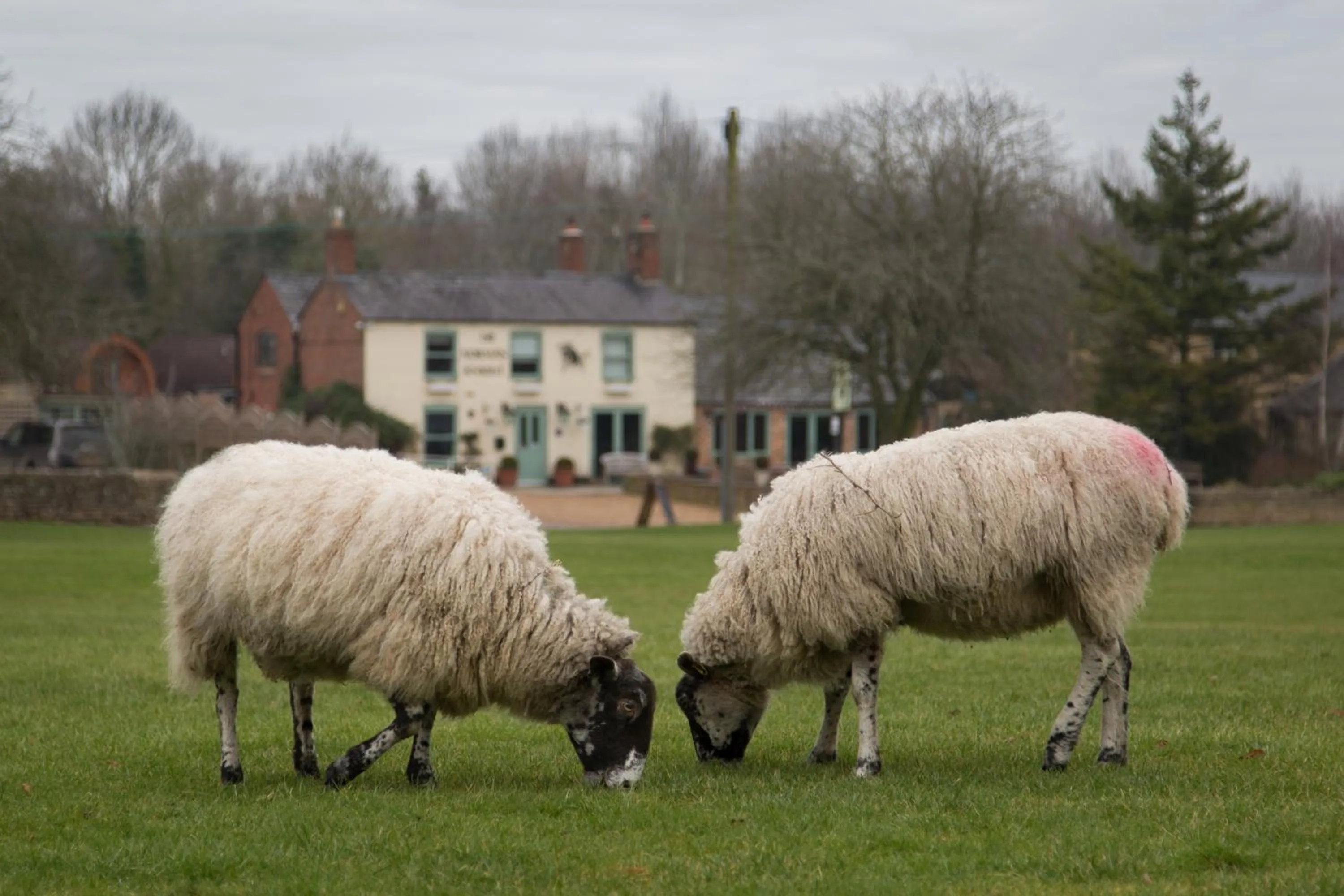 Animals in The Norman Knight Whichford