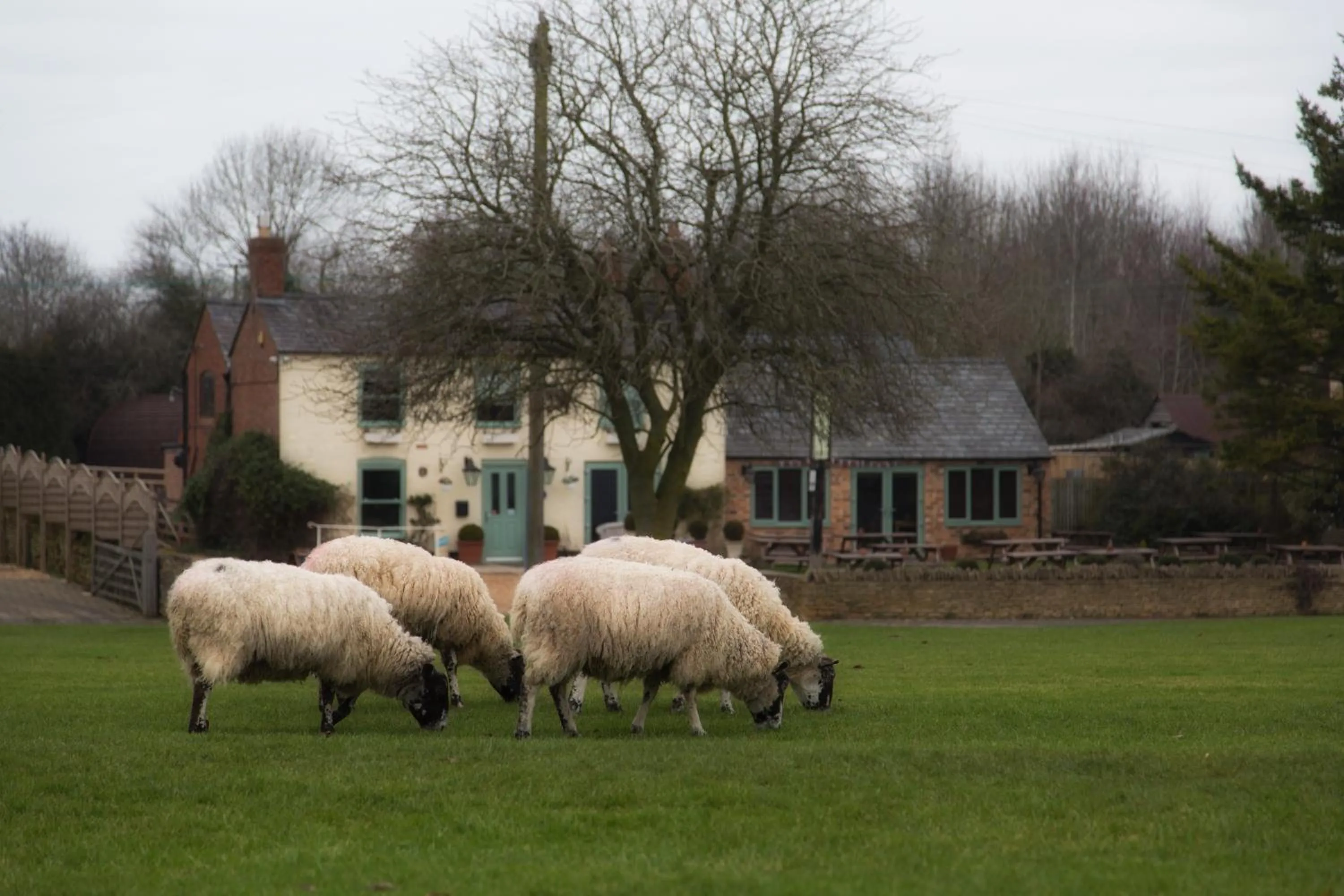 Animals in The Norman Knight Whichford