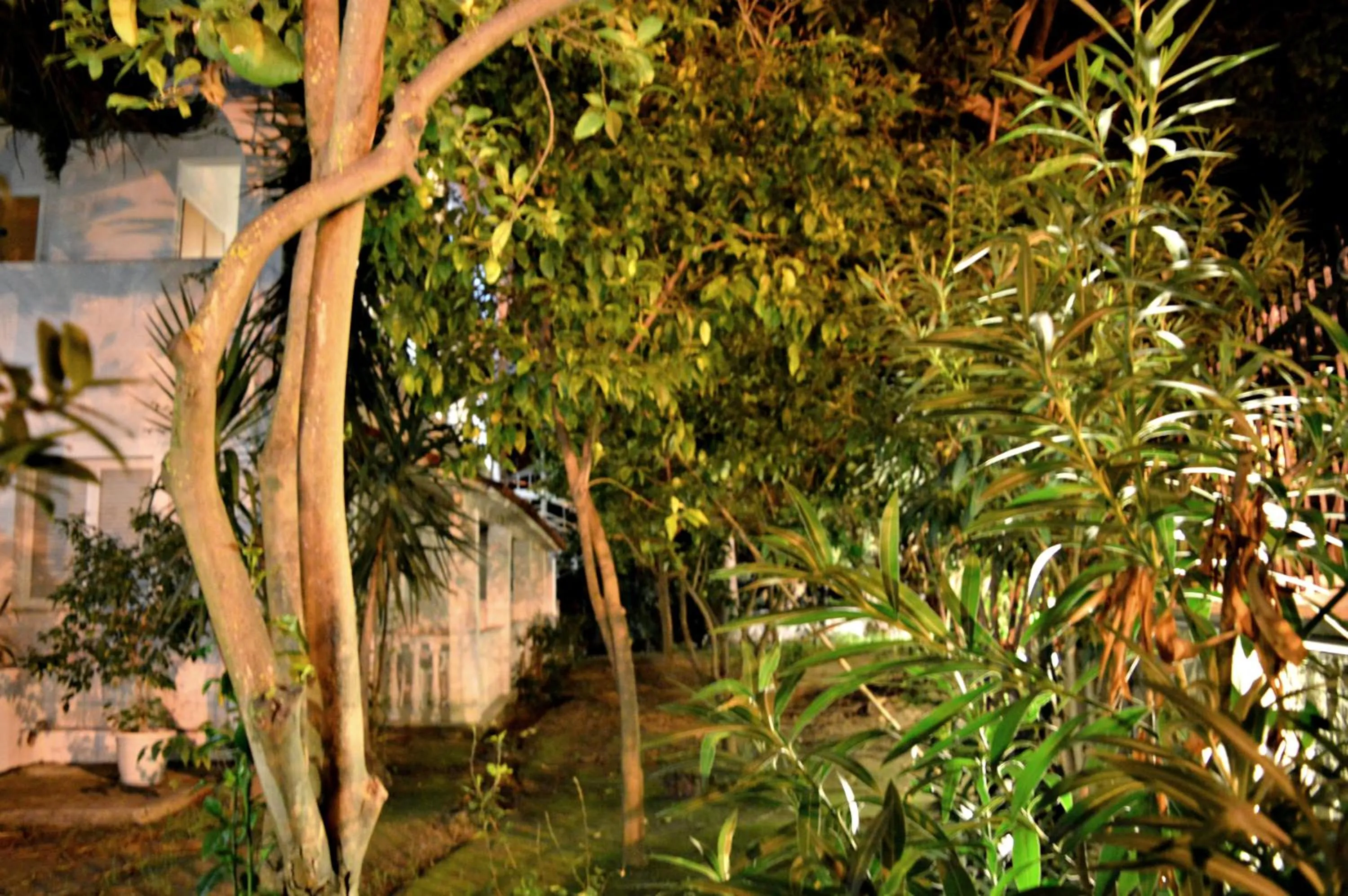 Garden view in Paradise Beach Hotel