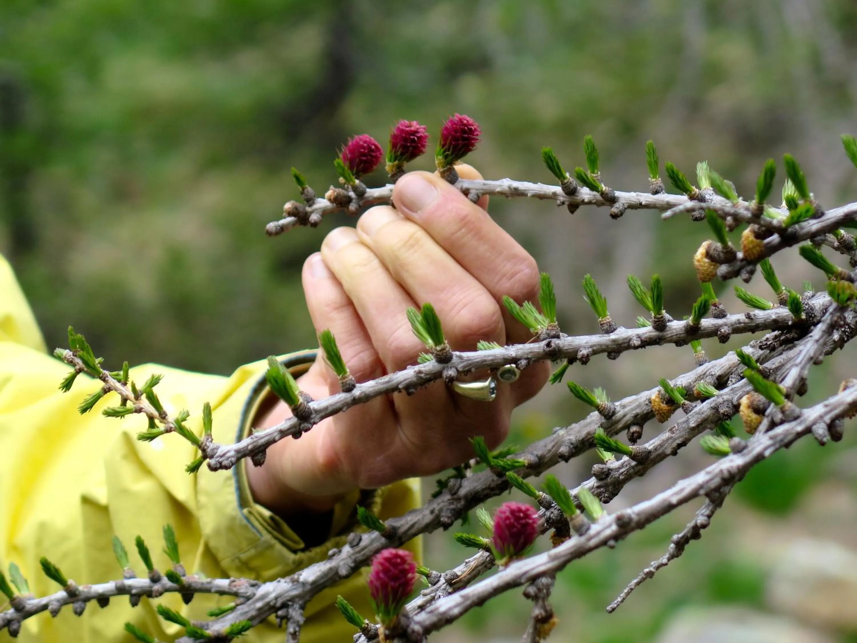 Activities in Il Cortese