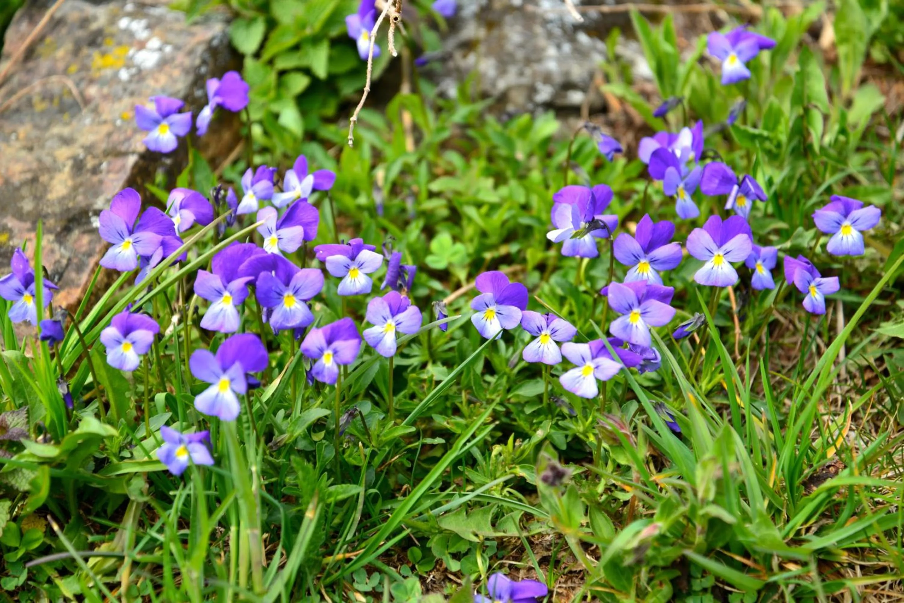 Spring in Il Cortese