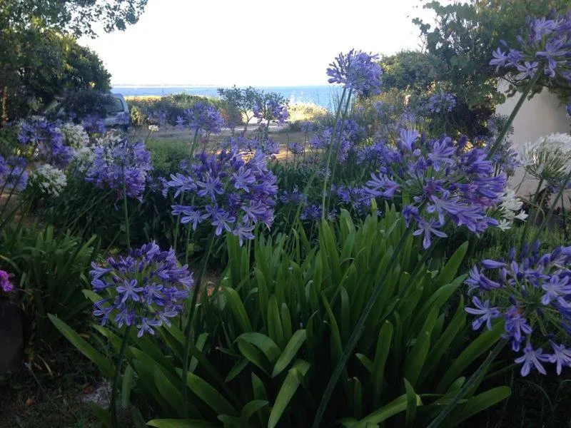 Garden in L'écume de mer