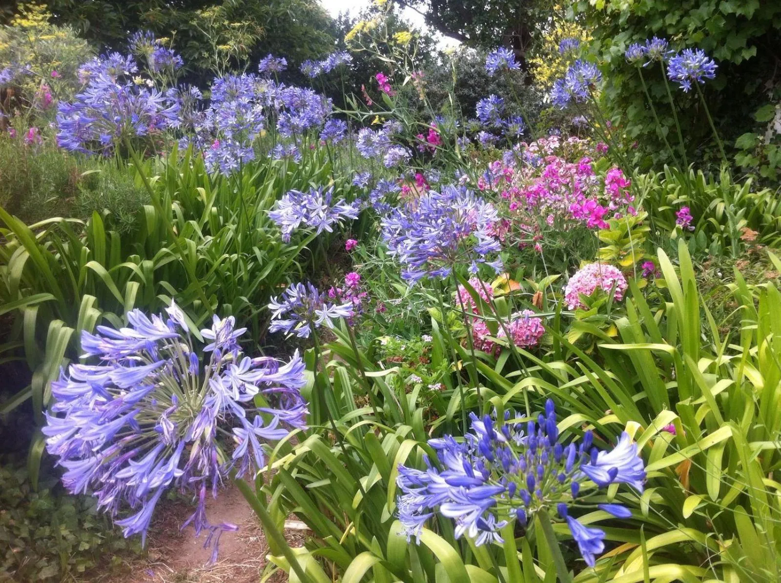 Garden in L'écume de mer