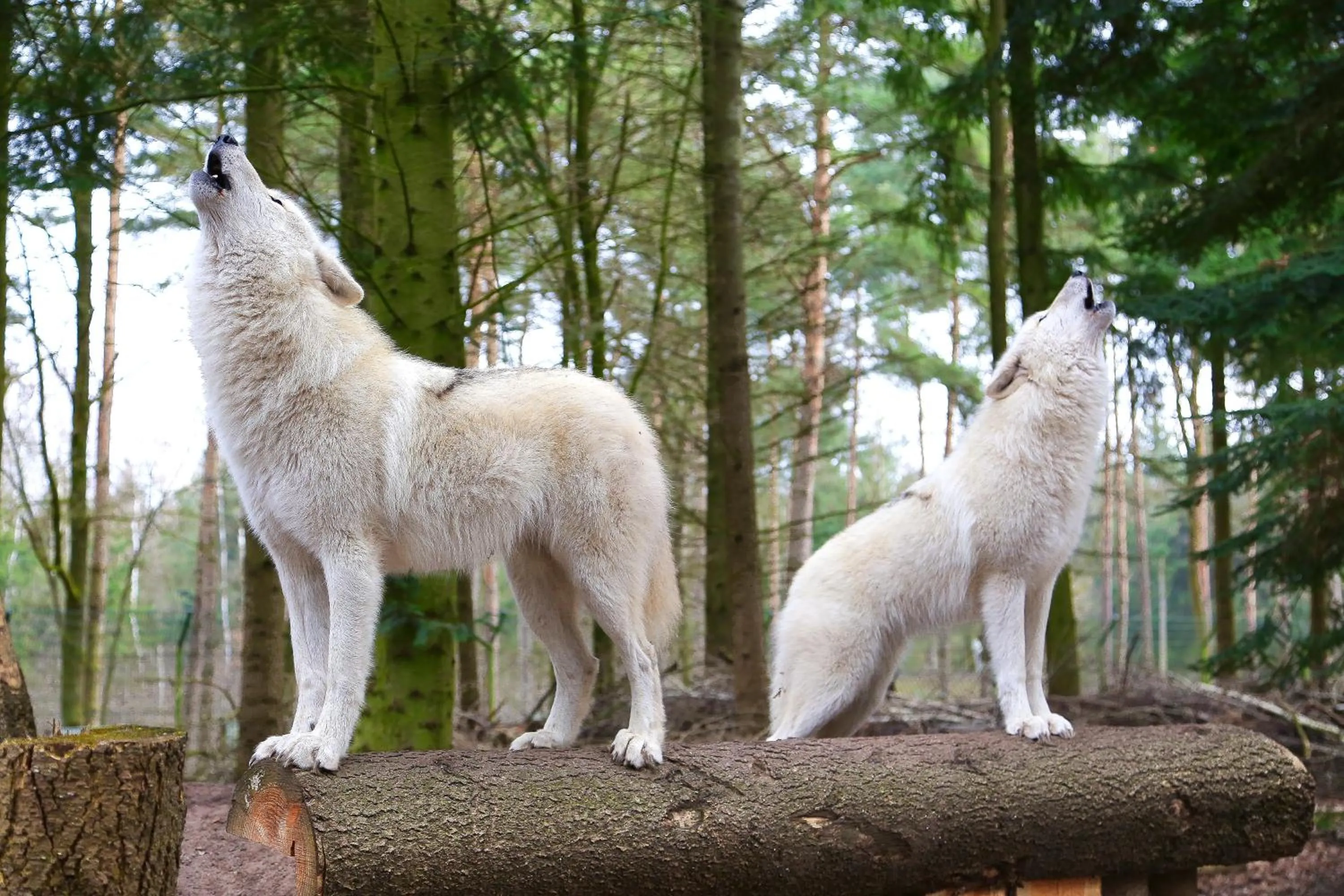 Animals in Tree Inn - Das Baumhaushotel