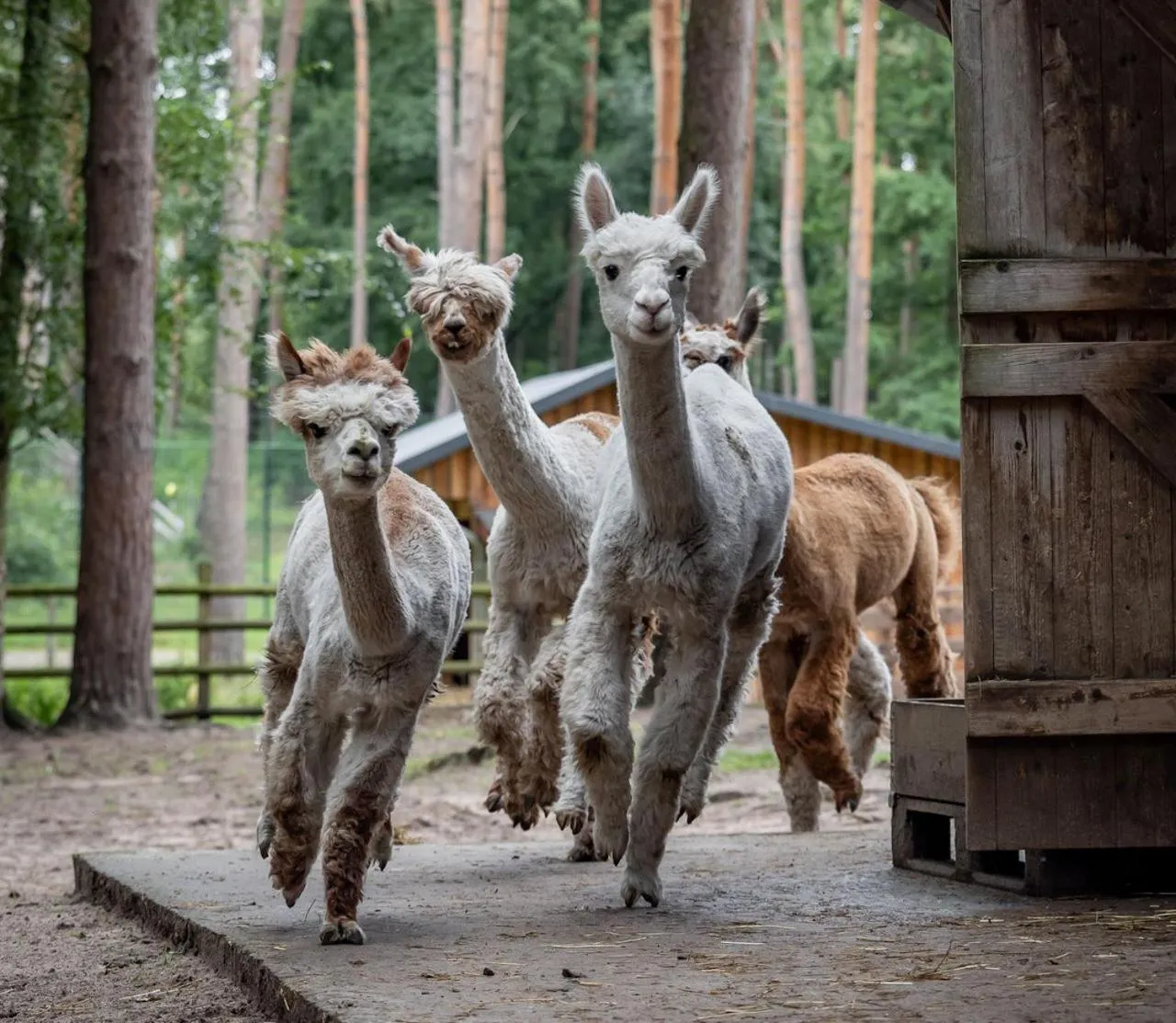 Animals in Tree Inn - Das Baumhaushotel