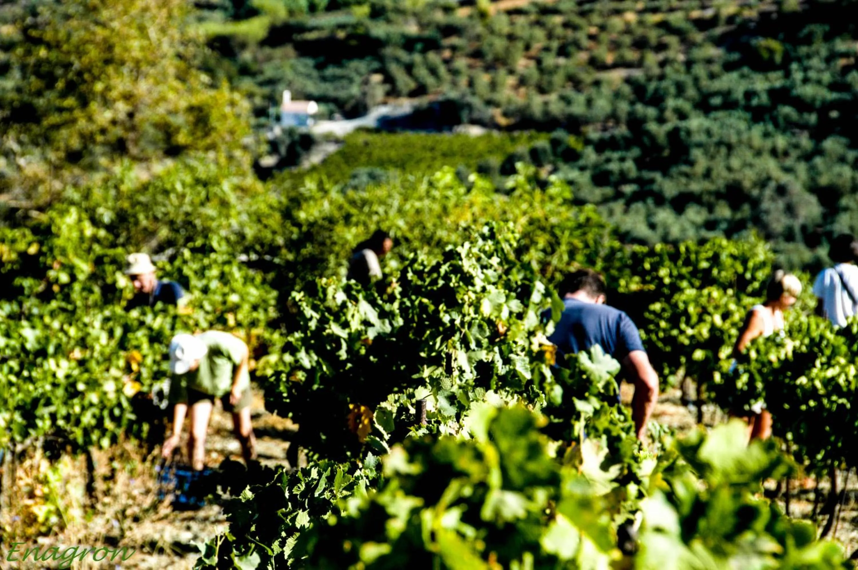 Other in Enagron Ecotourism Village