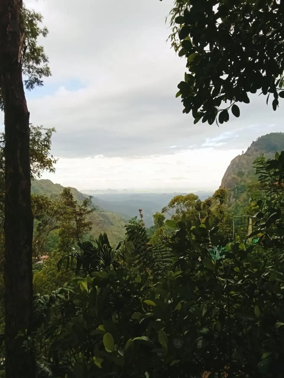 Maple home stay and cottage