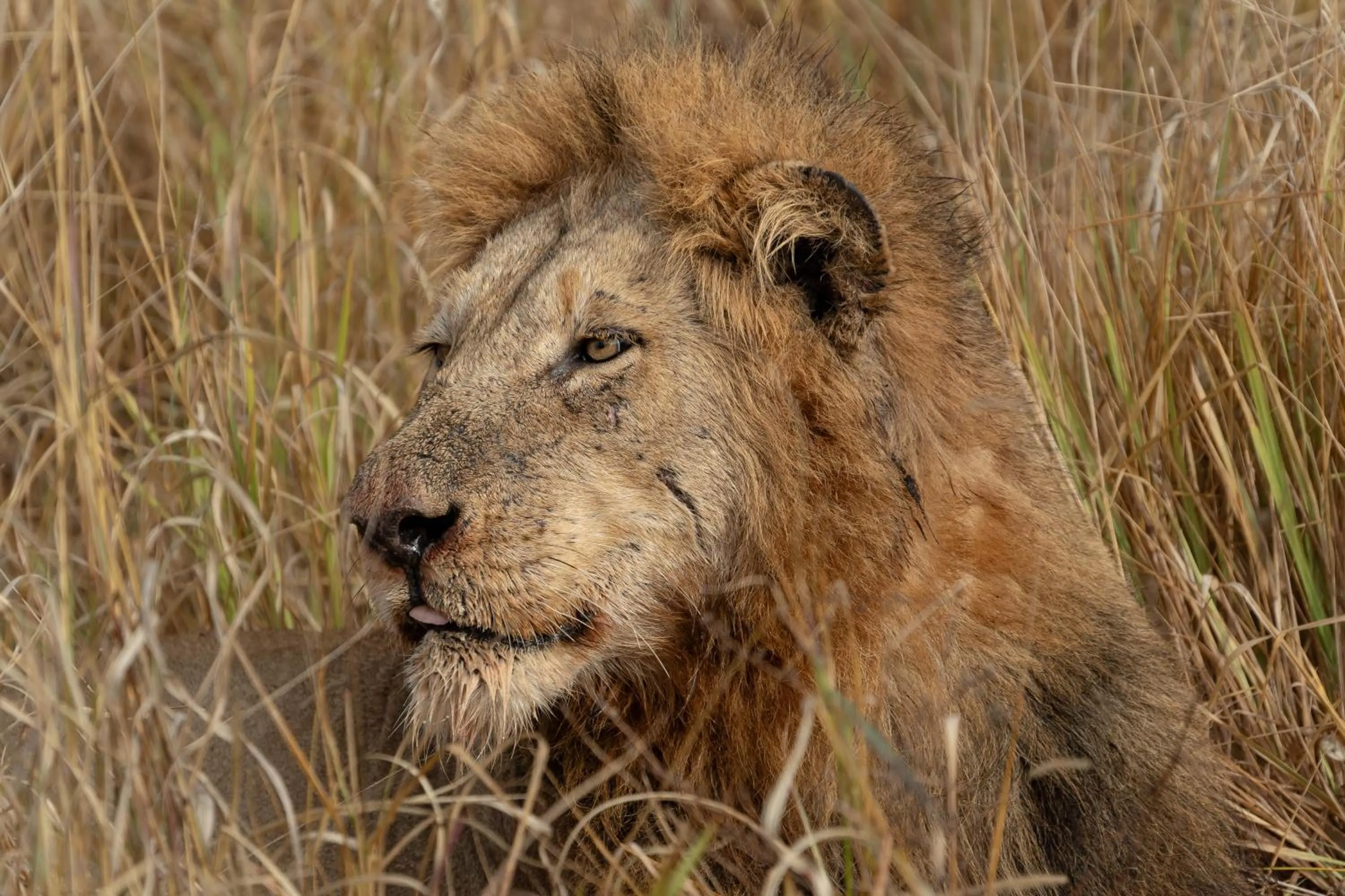 Activities in Buffelshoek Tented Camp